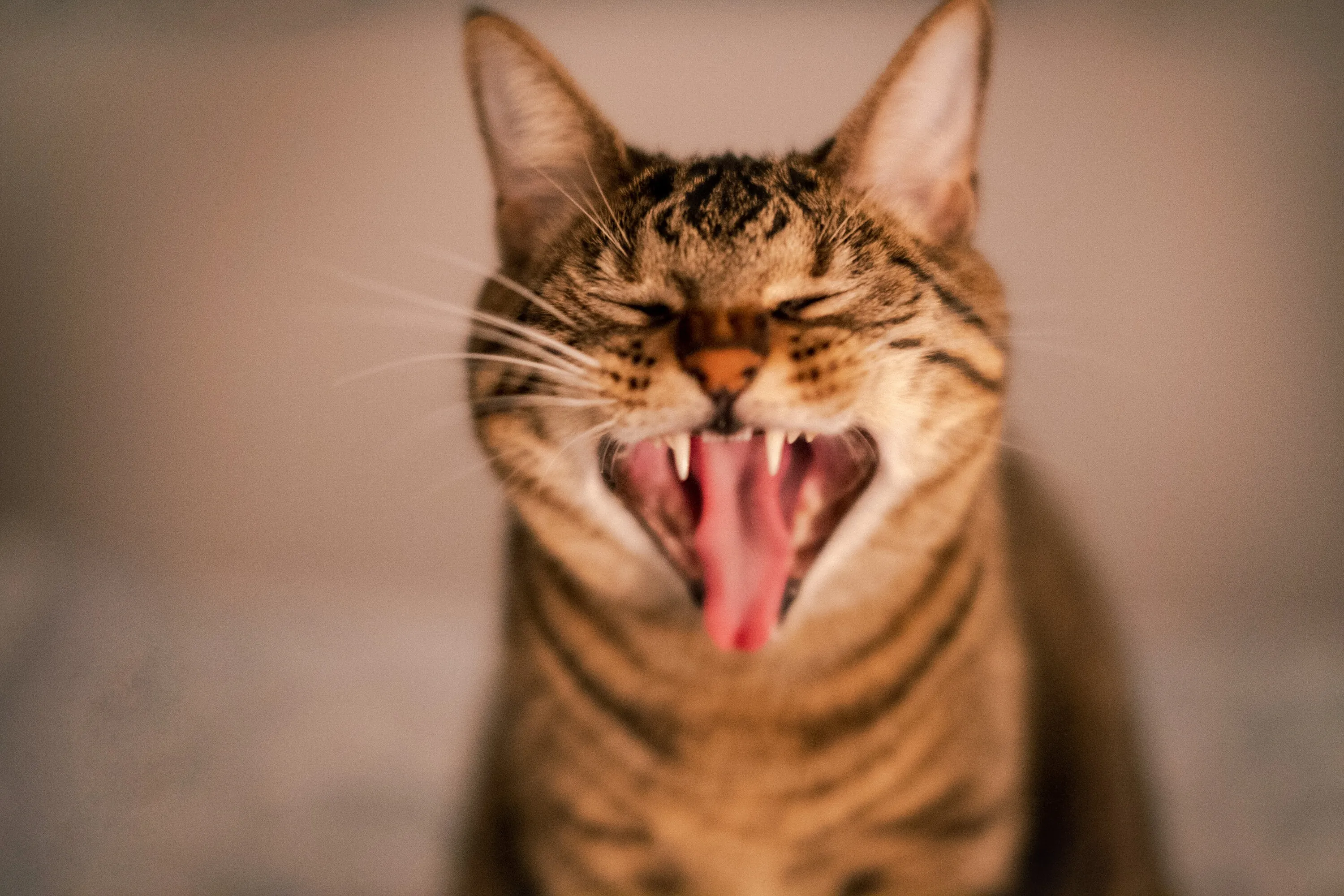 Ferocious Softy