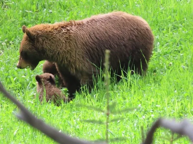 Grizzly sow with two cubs