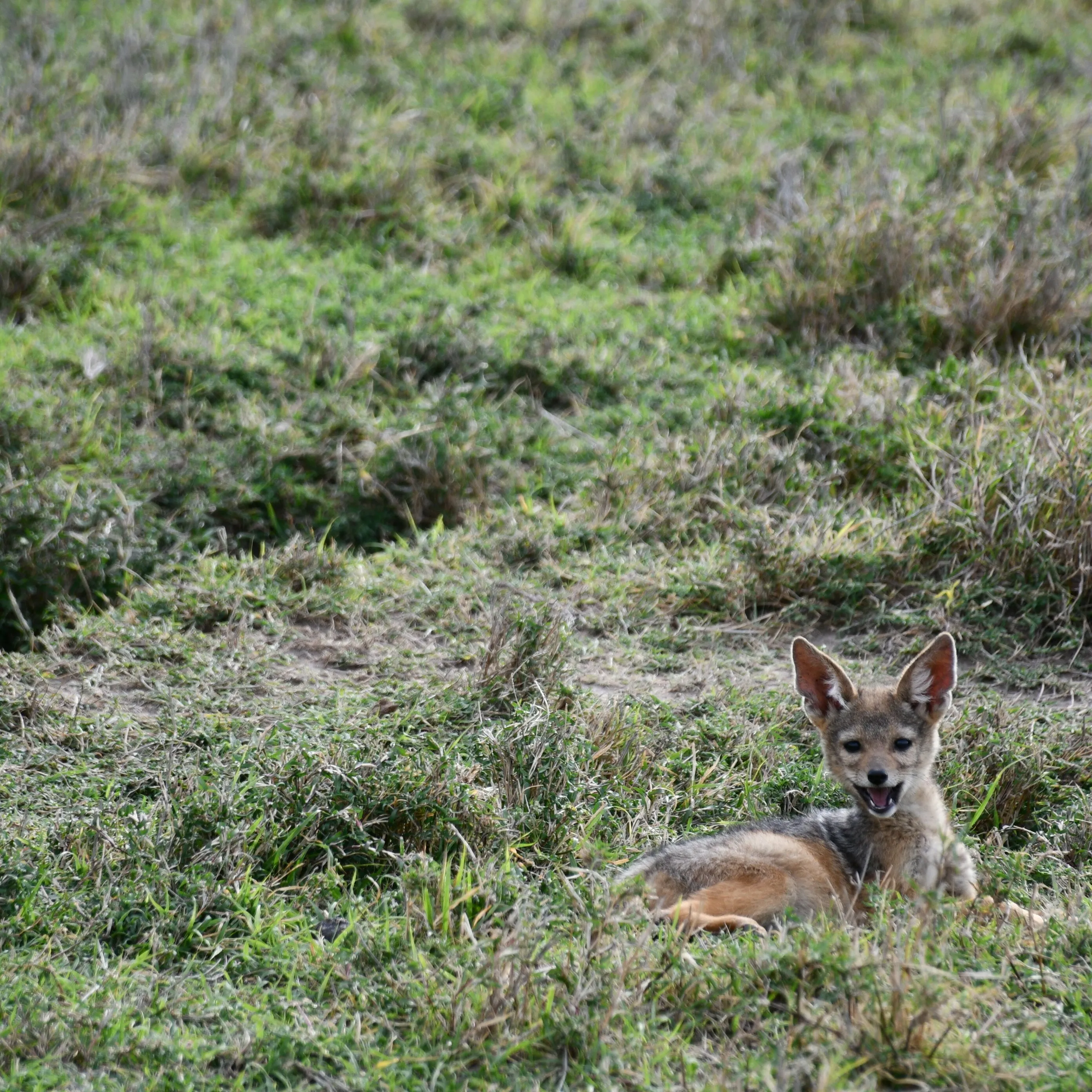 A jackal puppy.