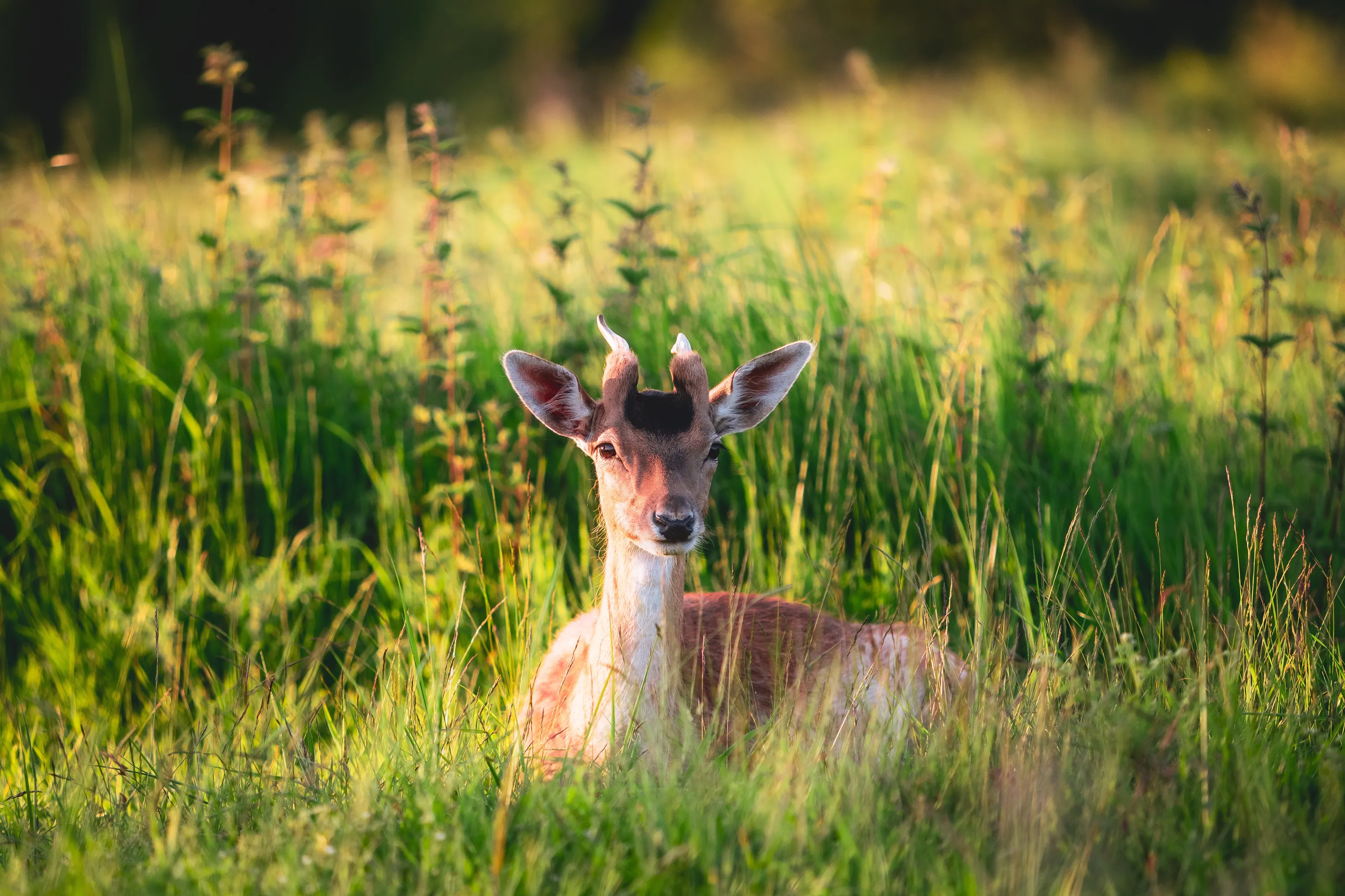 Young Stag at Bushy Park, London