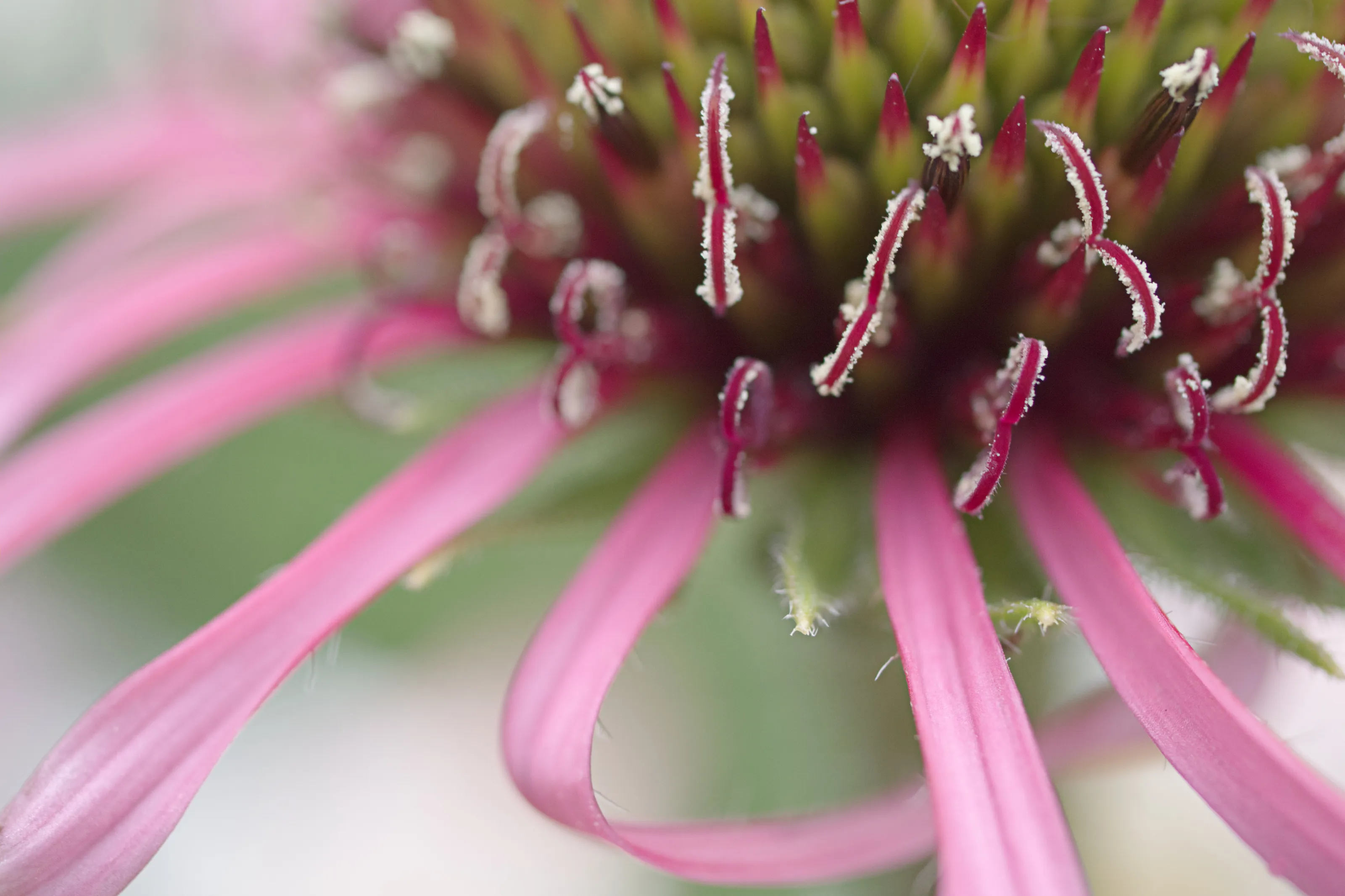 Abstract Echinacea Macro