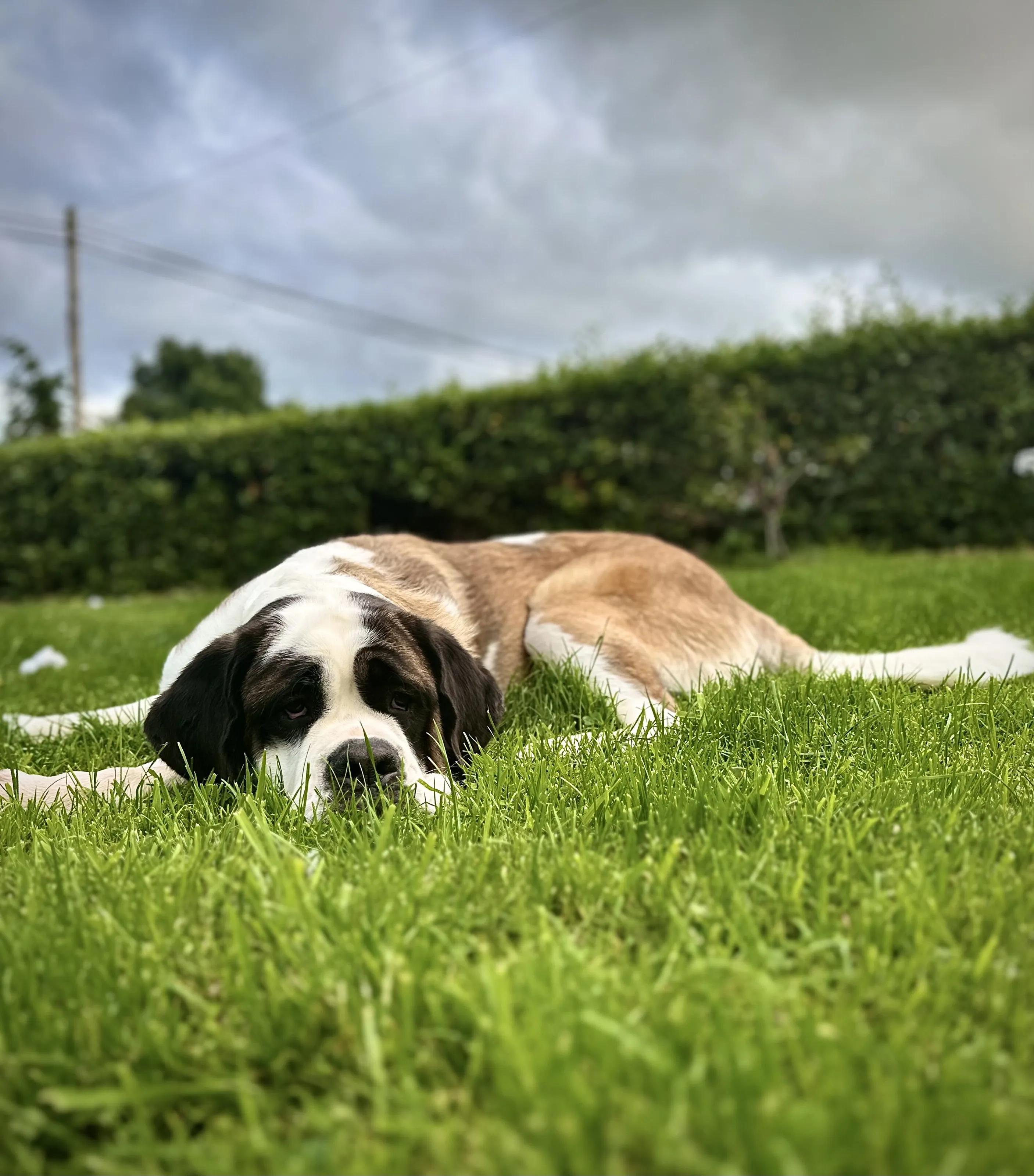 Puppy love Ireland