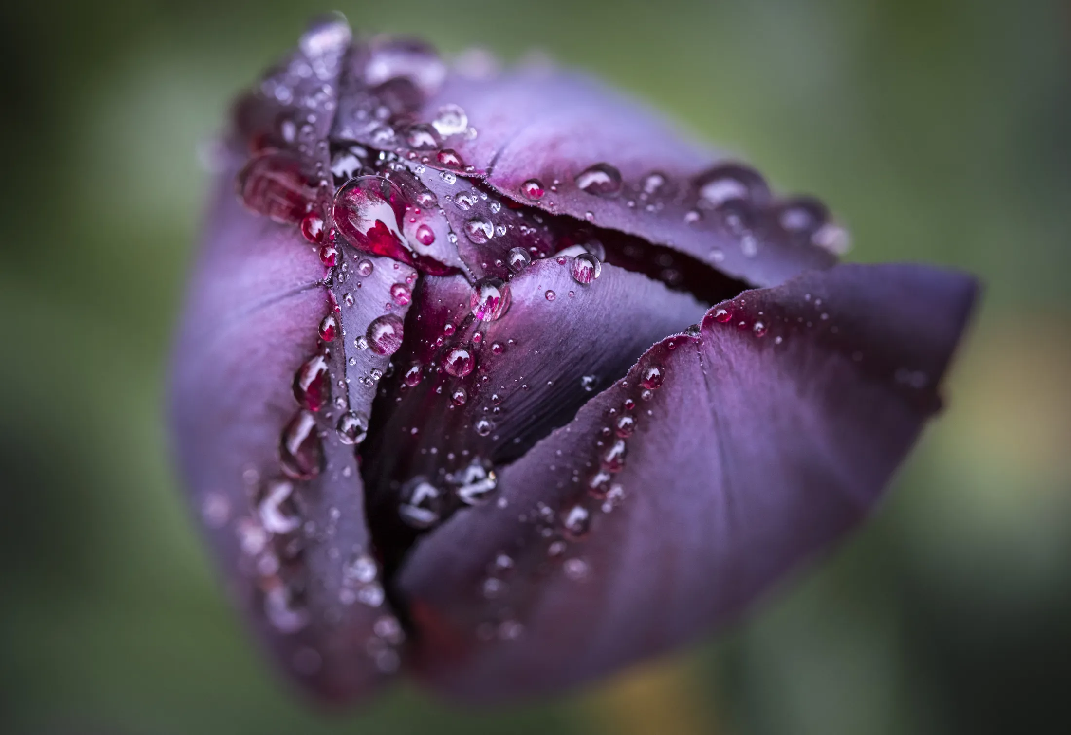 Purple Tulip with Raindrops
