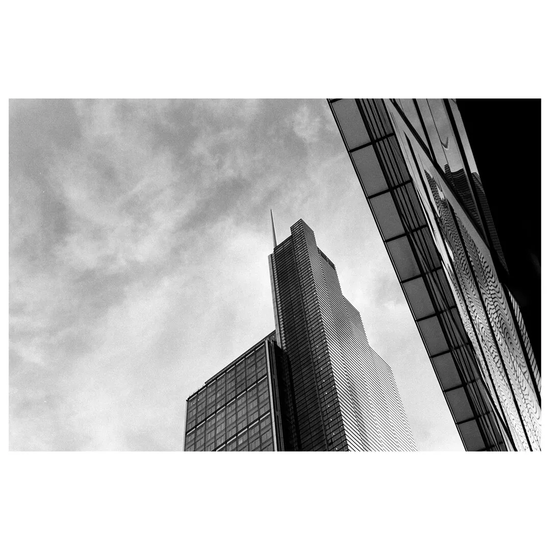 Crows live in London