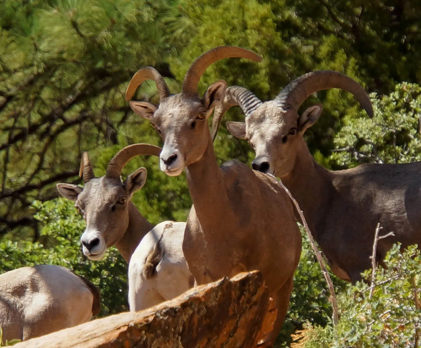 Three Ram at Zion National Park