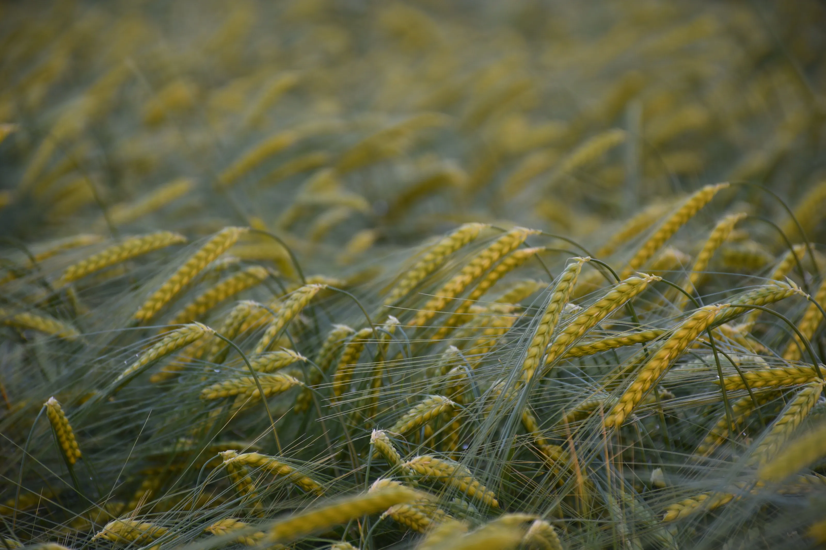 Wheat Field