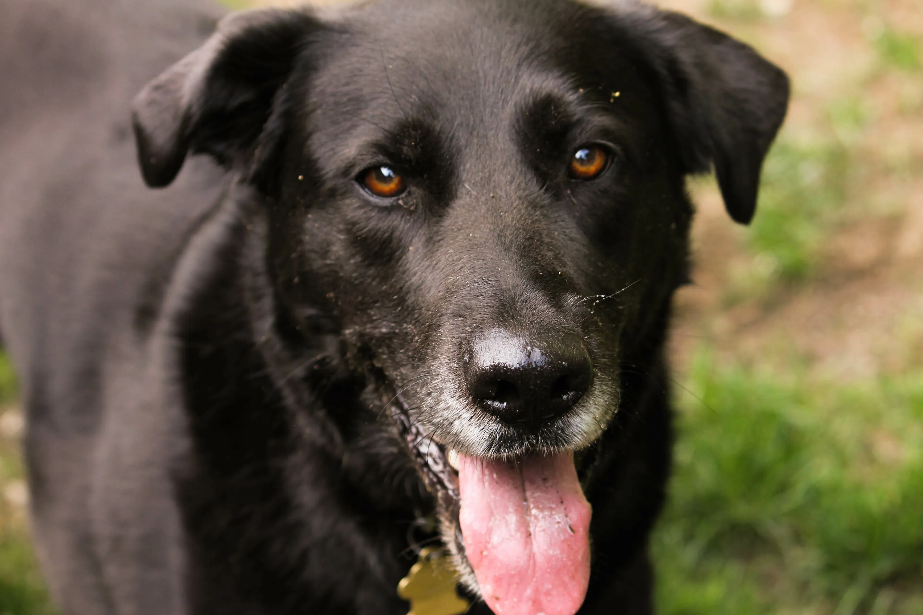 Happy Dog