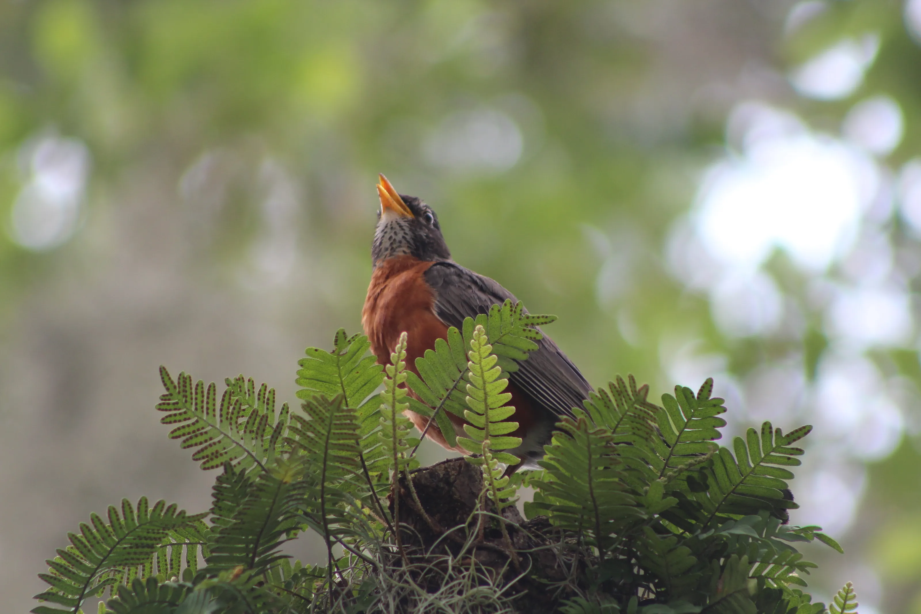 A Robin in Savannah