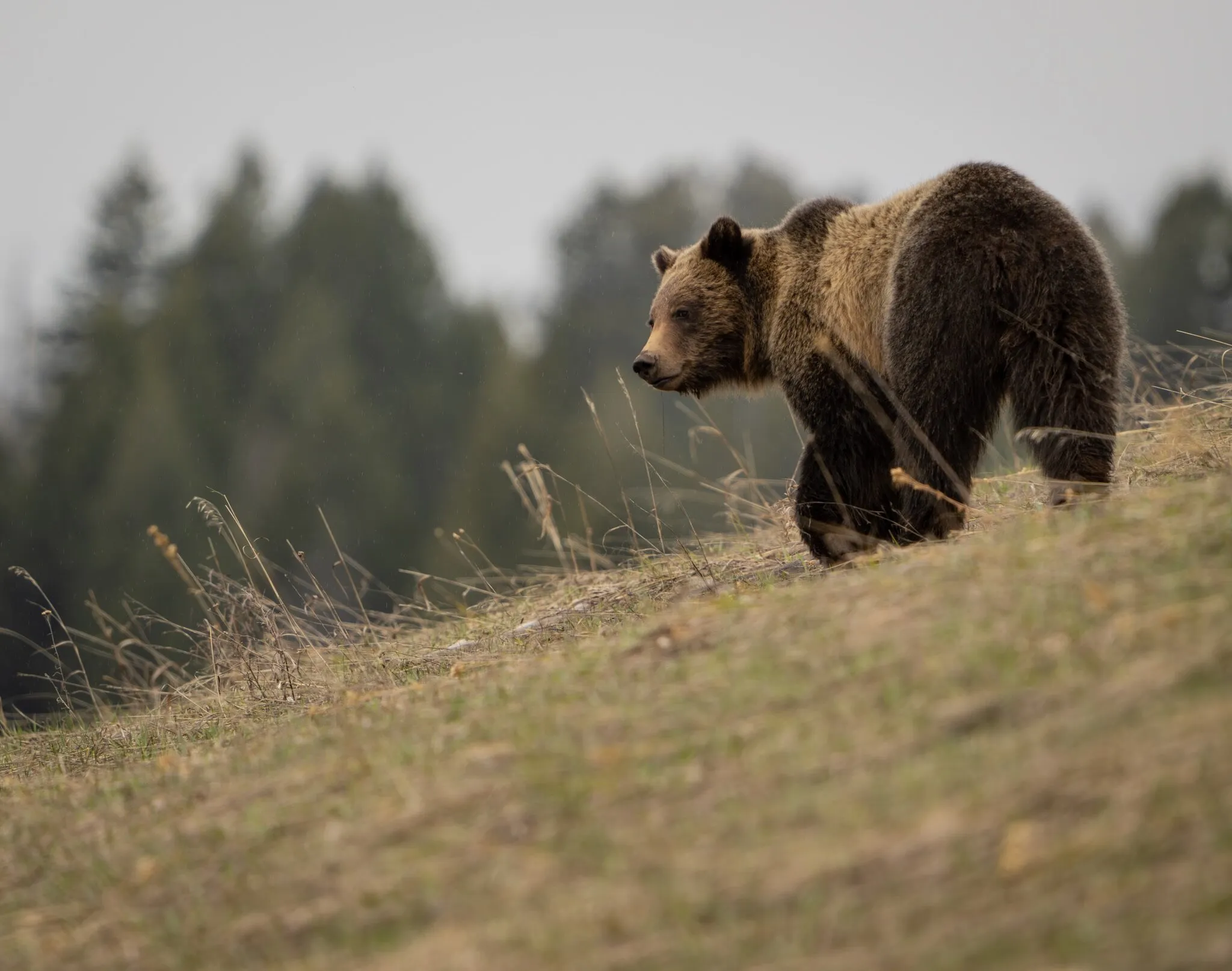 Grizzly Bear in GYE