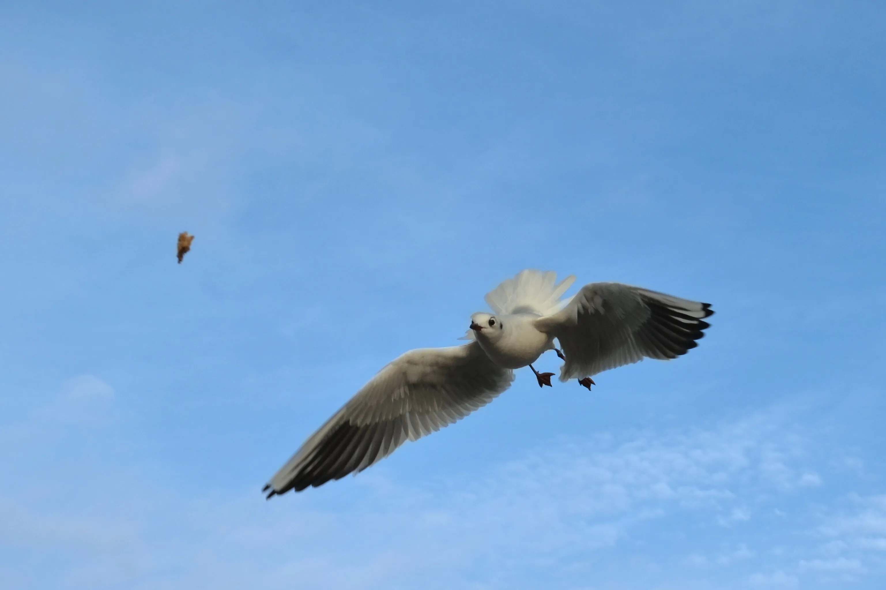 Catch the food