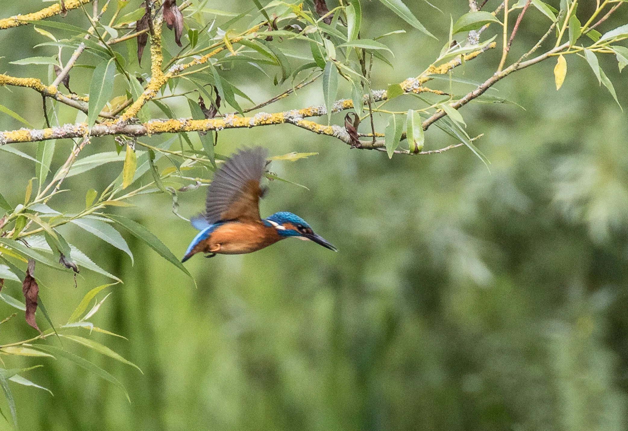 Kingfisher in flight