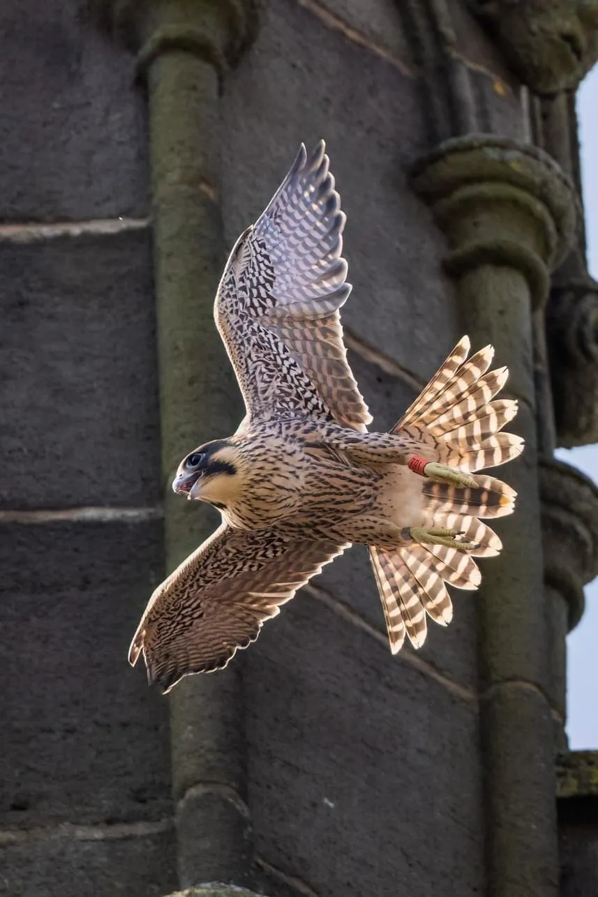 First Flight of the Juvenile