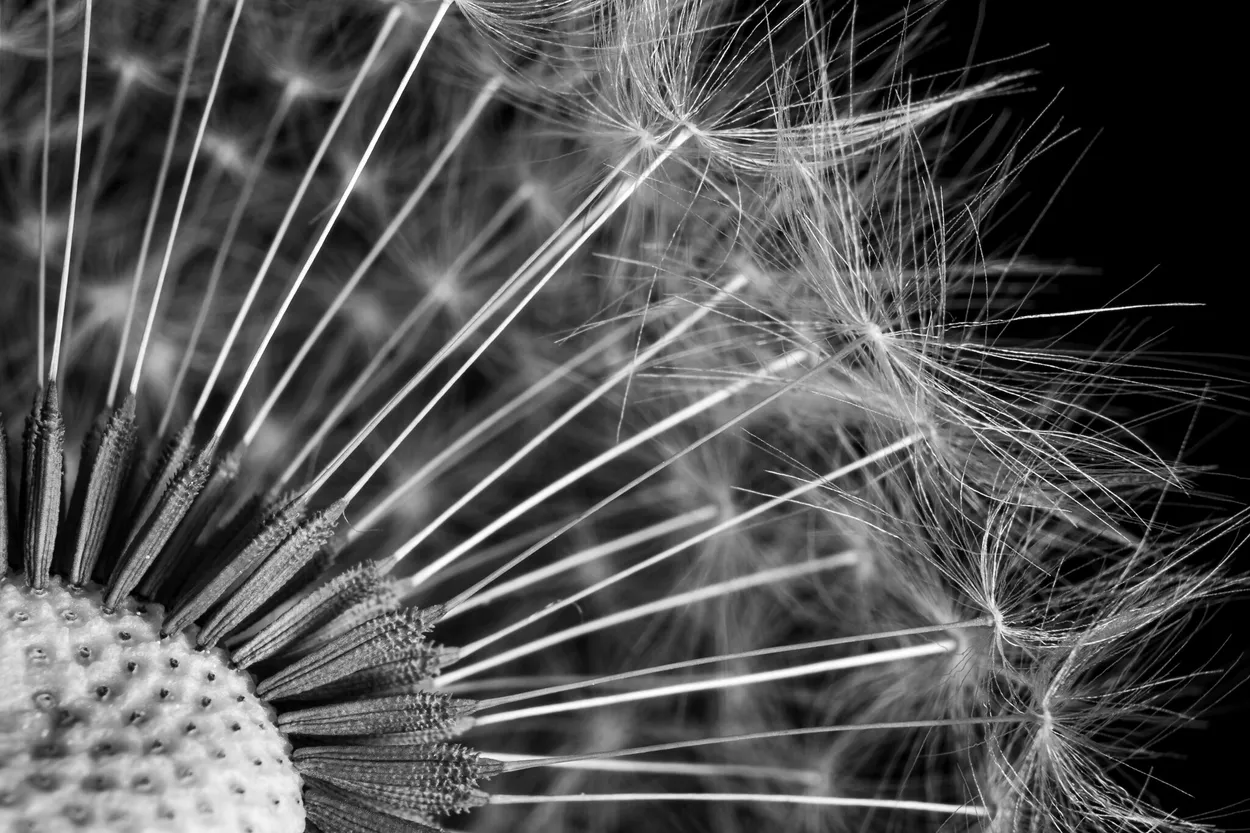 Dandelion B&W