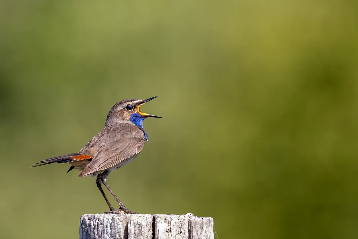 Entry 20863696