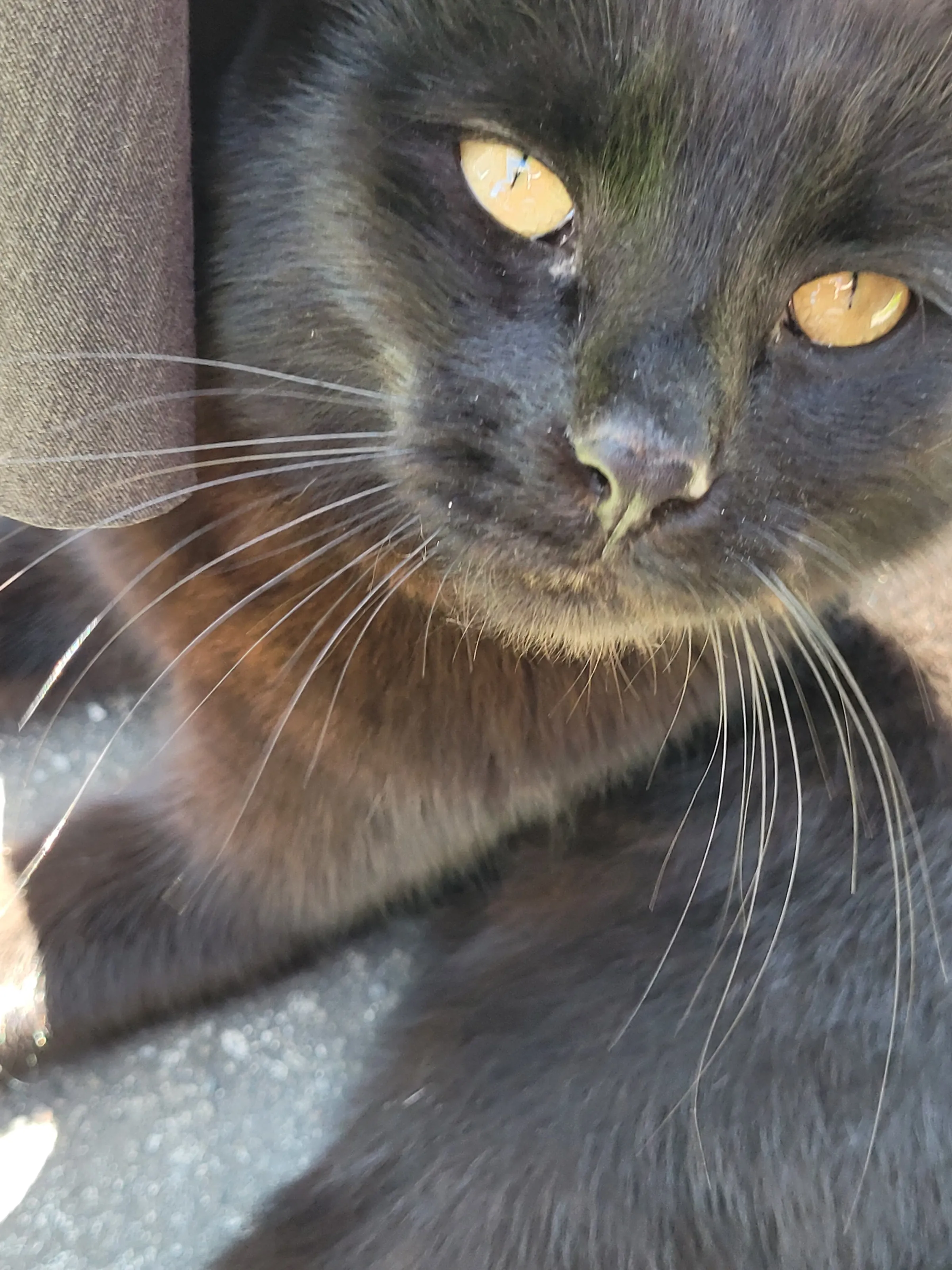 cat