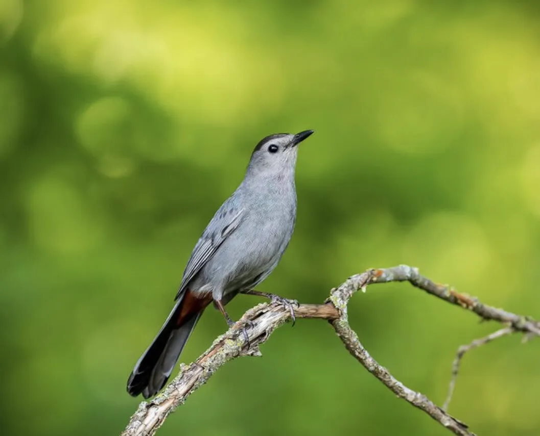 Gray Catbird