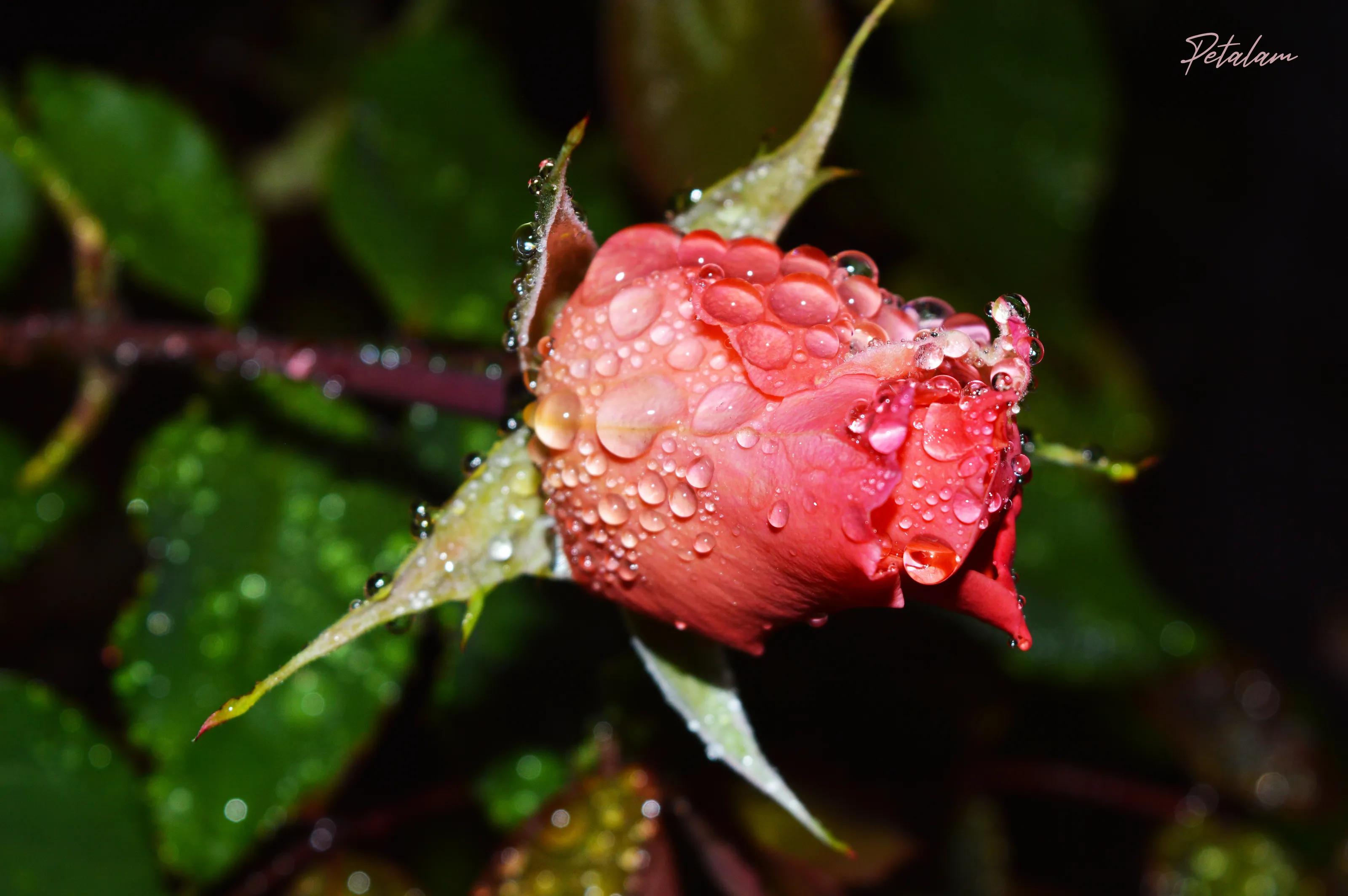 Raindrops and Rosebud 4