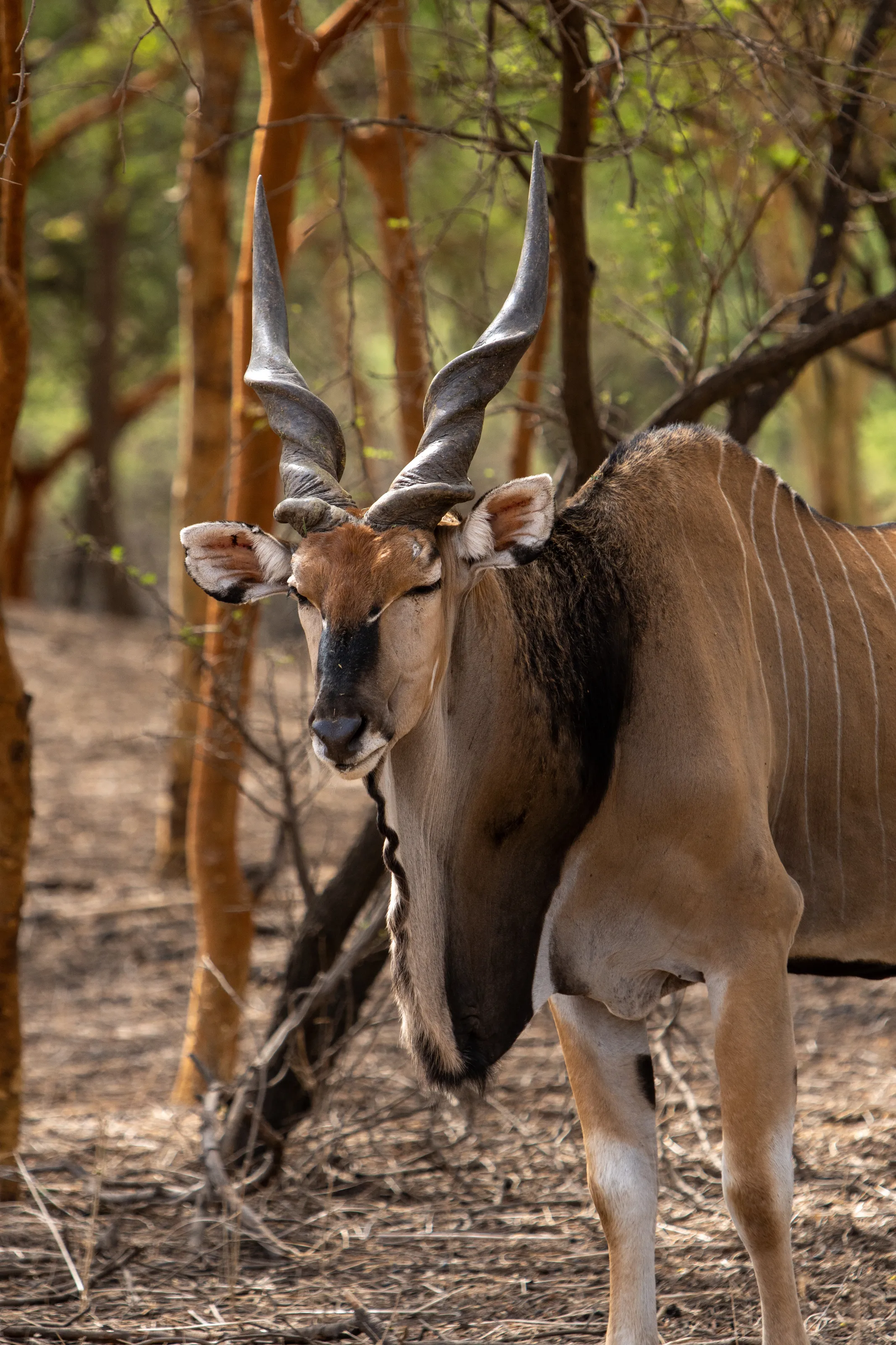 Common Eland in the Wild