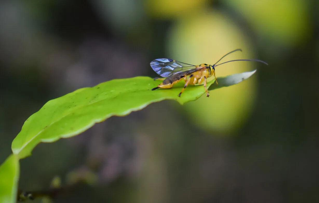 A wasp discovery