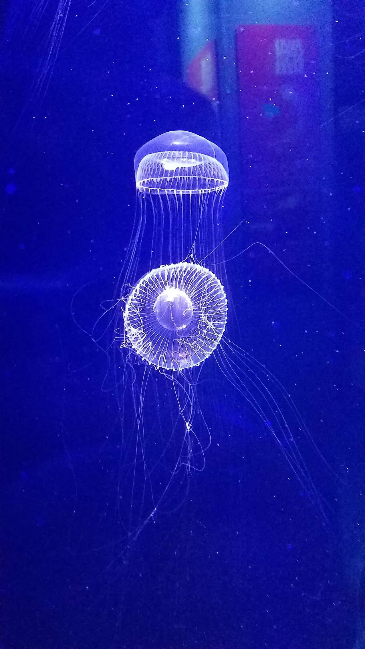 Jellyfish in Museum Blue