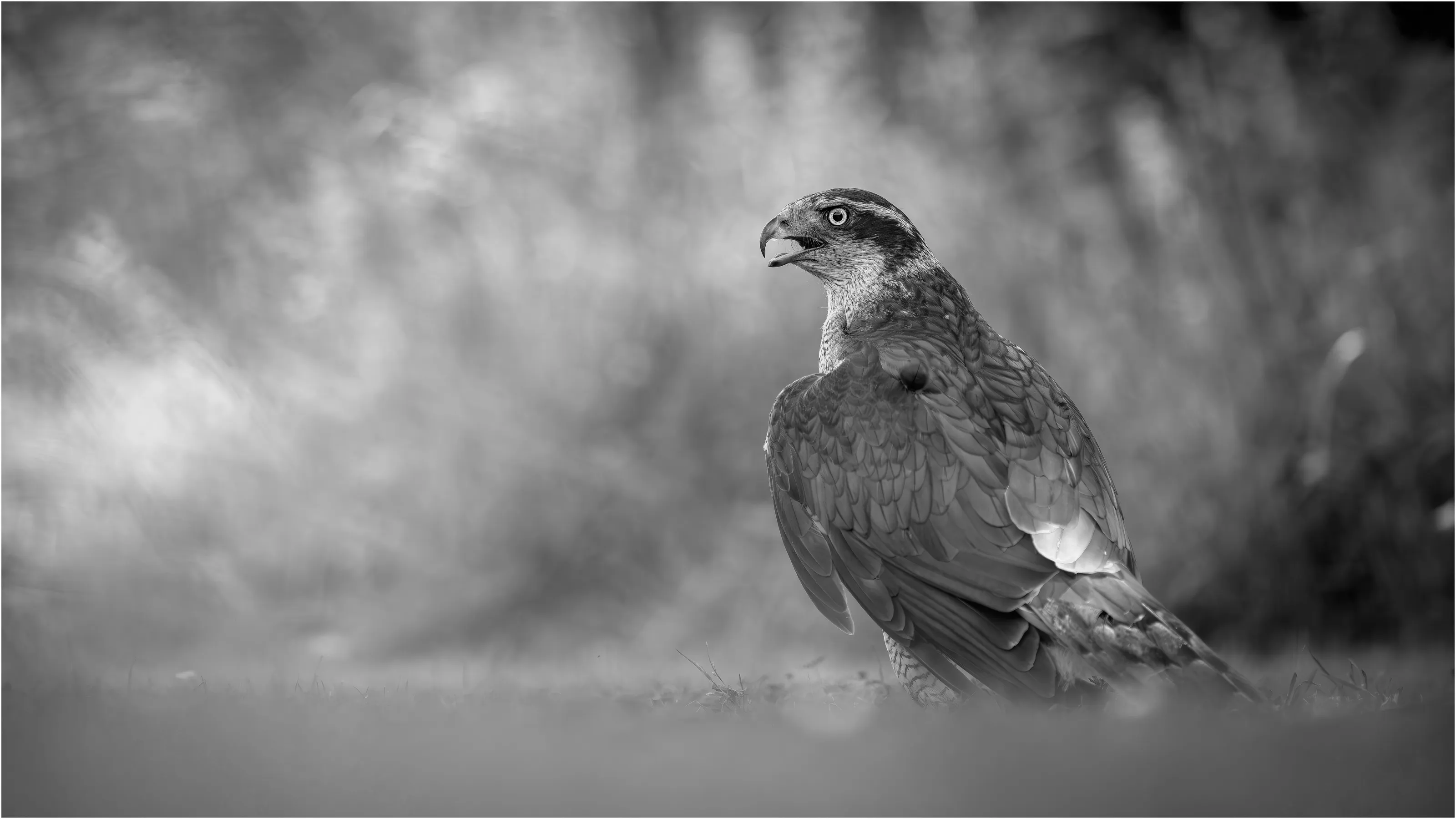 Goshawk