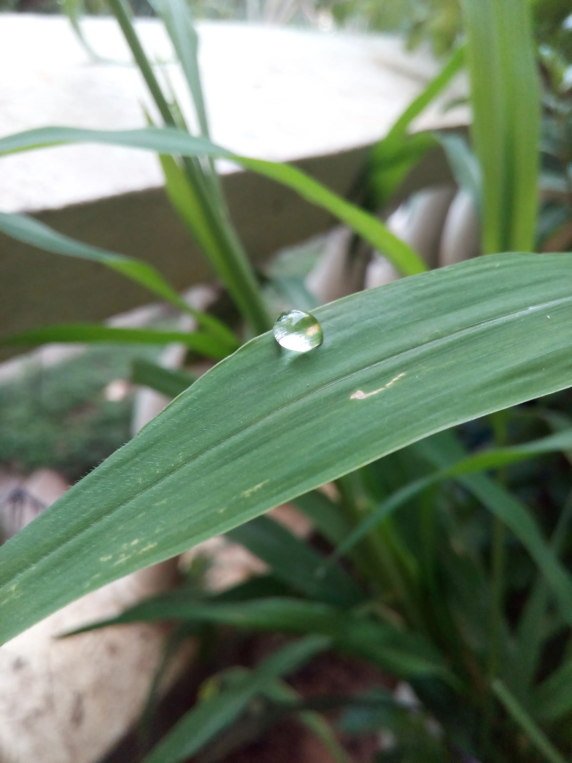Jewel