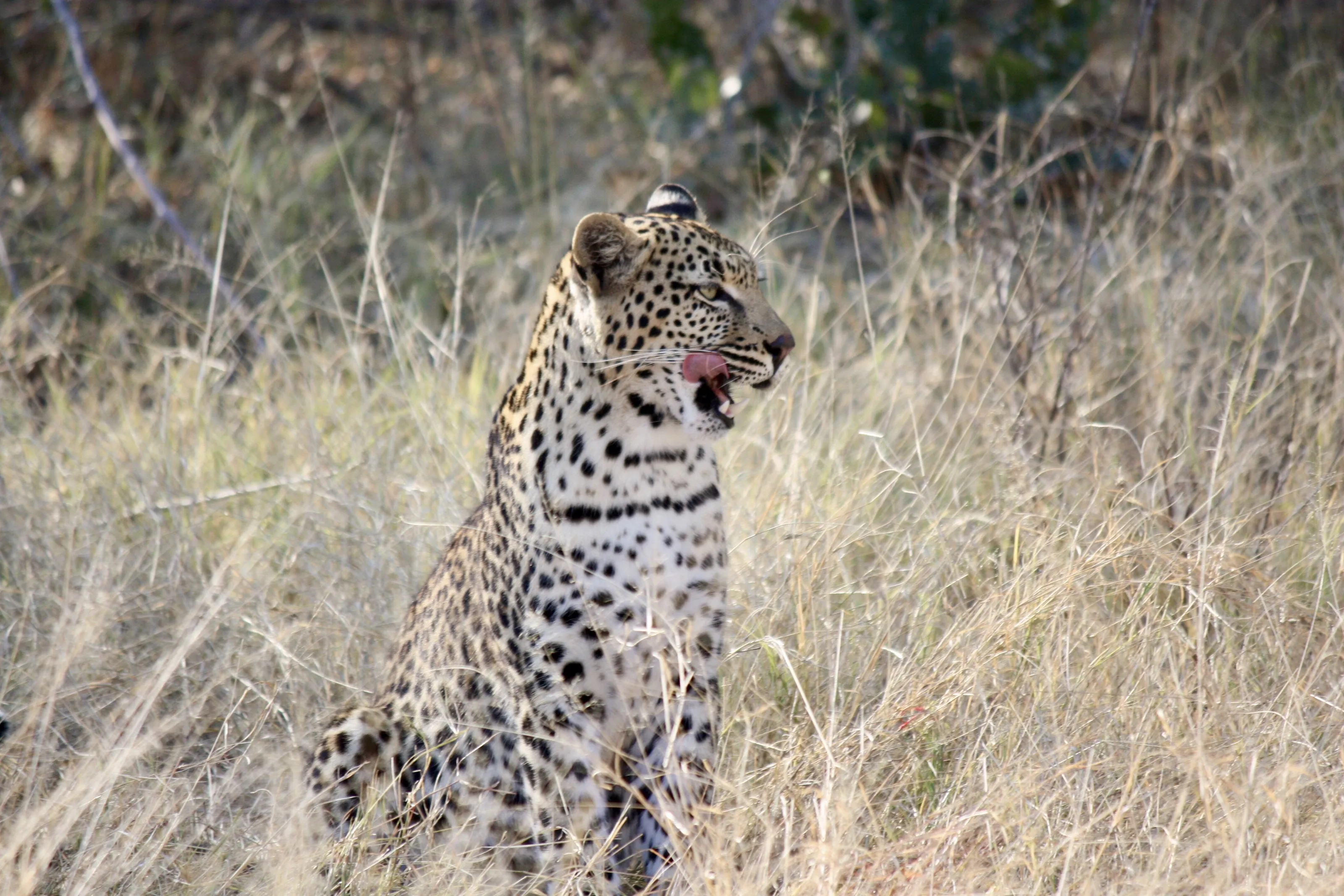 Leopard Meal Prep
