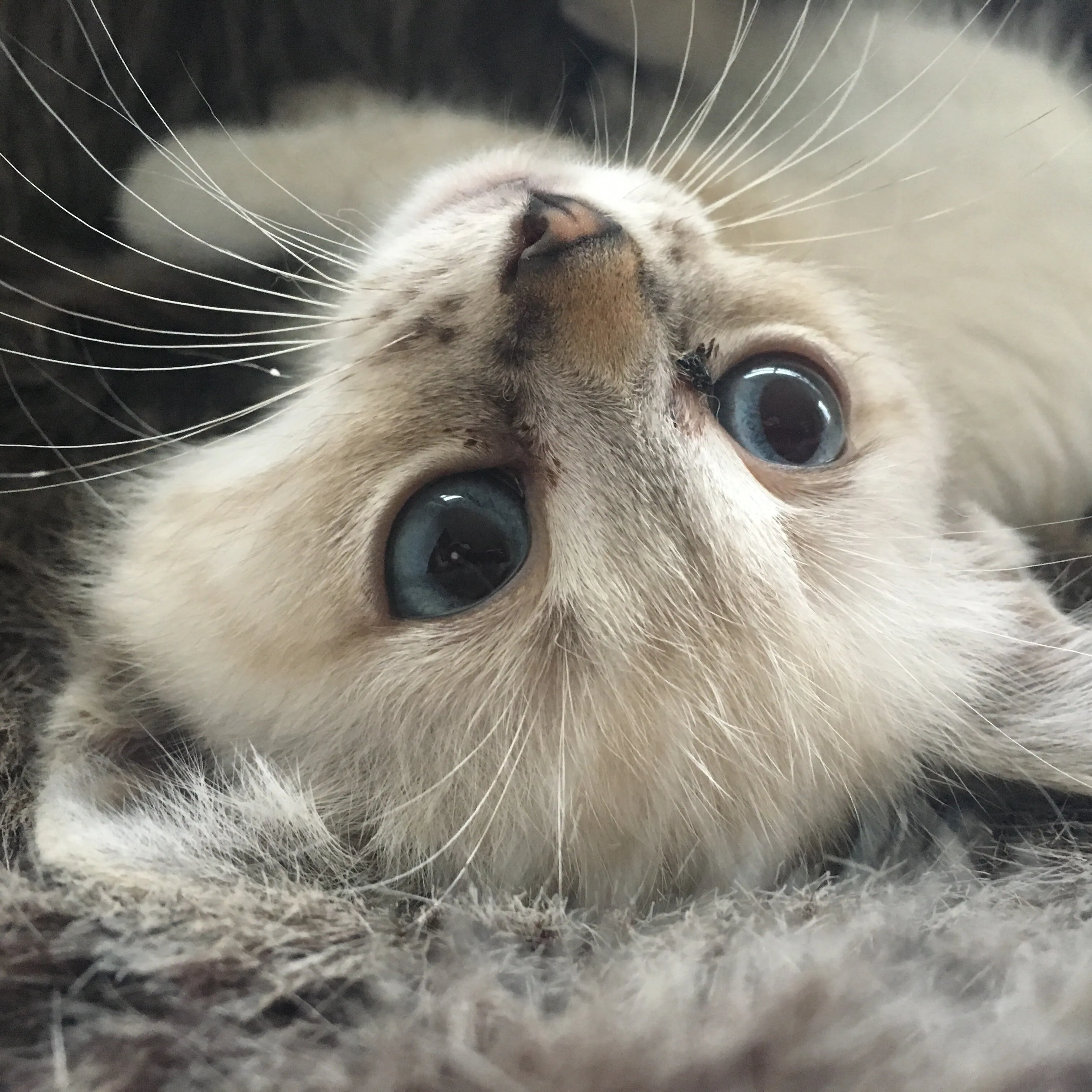 🐱