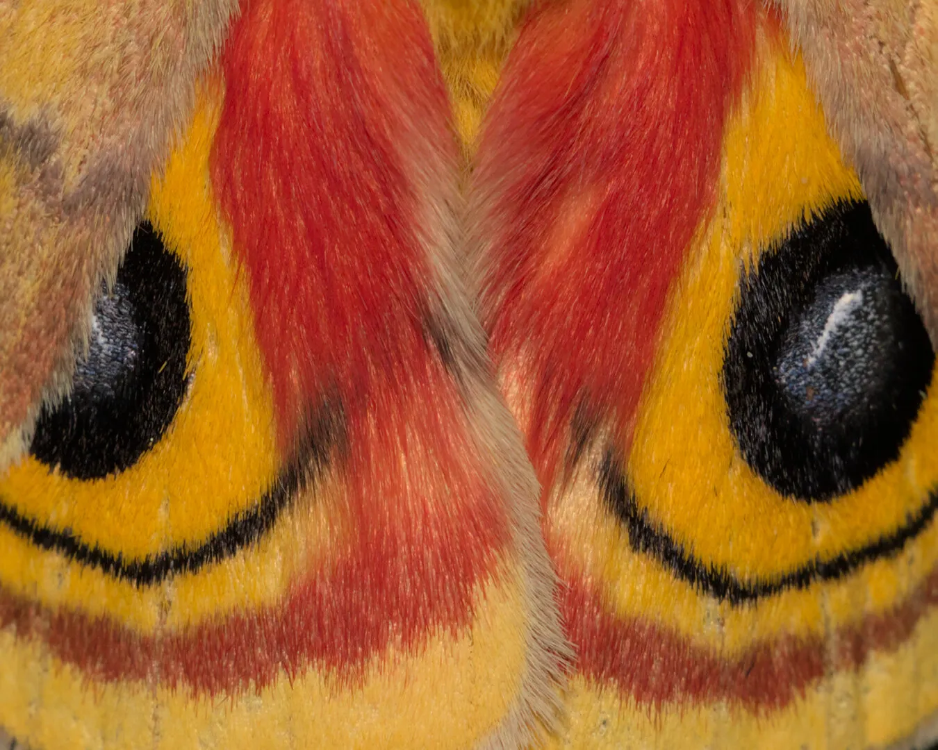 Io moth wings