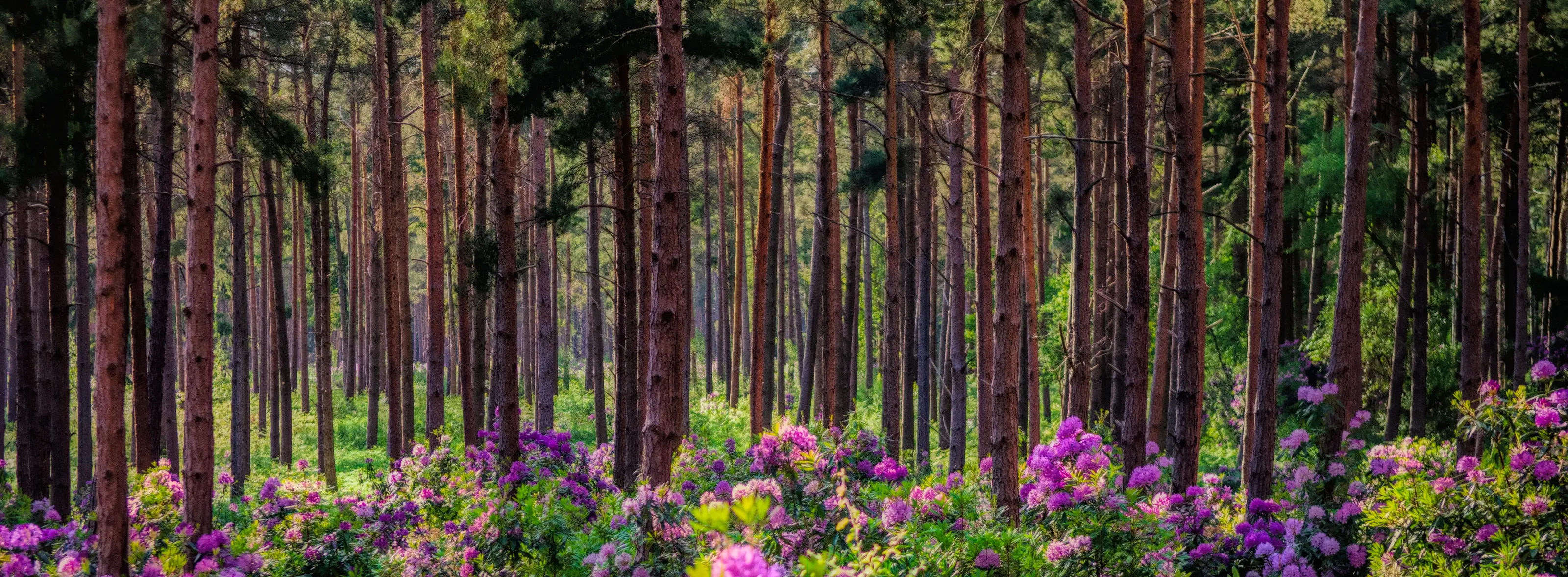 Woodland colours