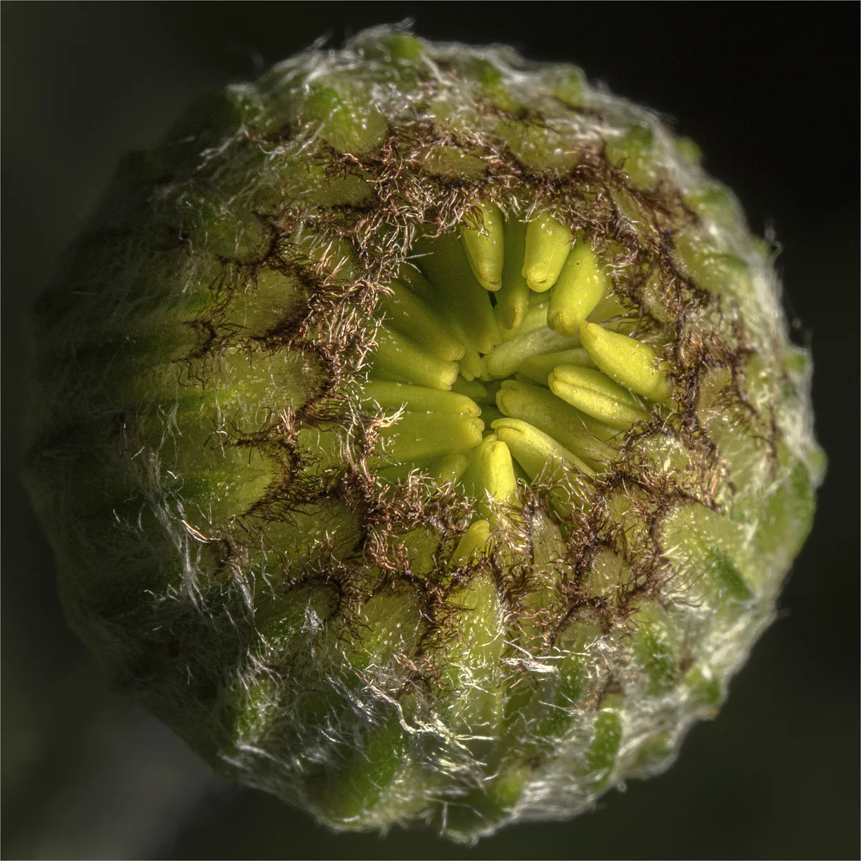 Flower Bud Textures