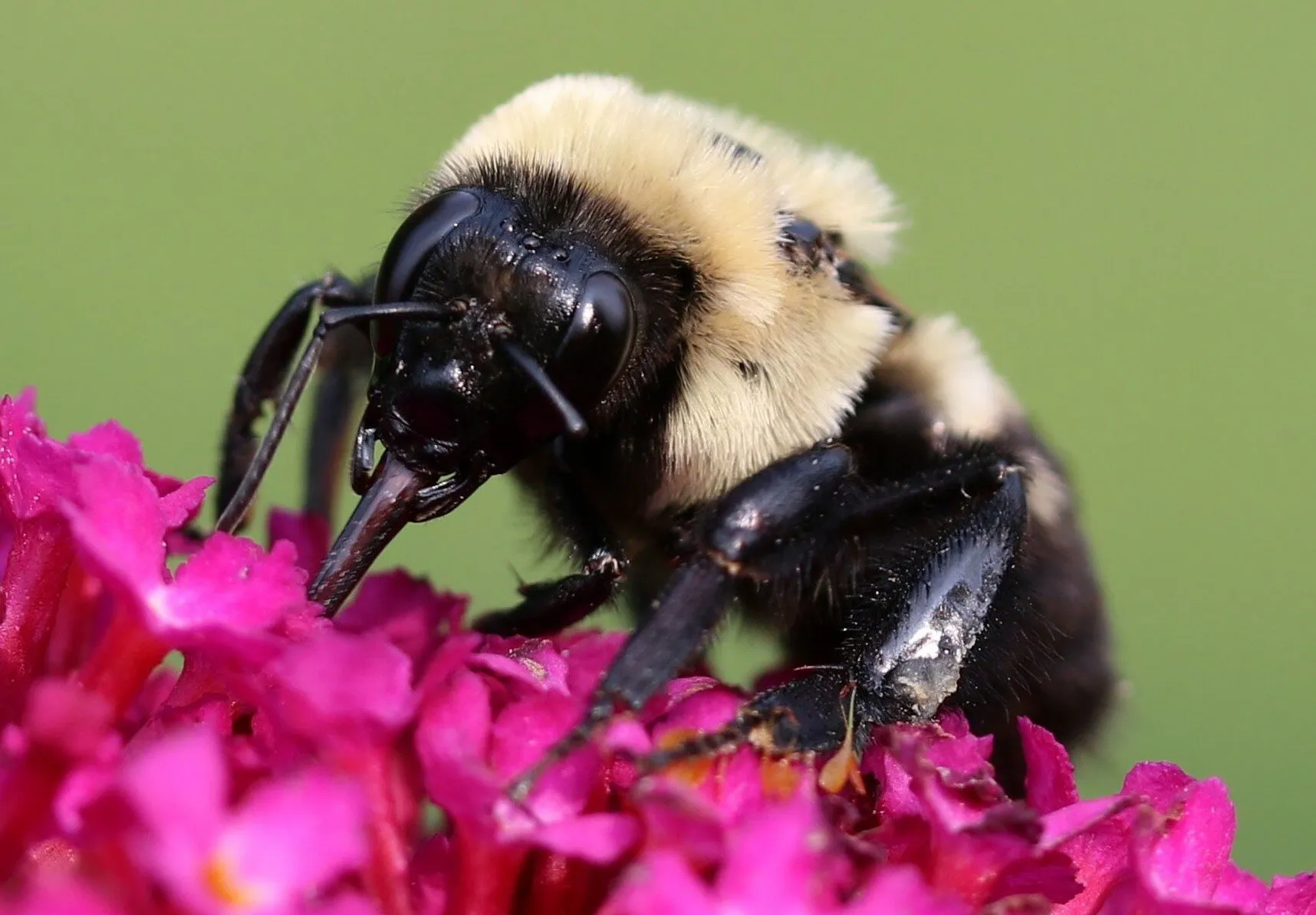 Buttrfly Bush Bumble