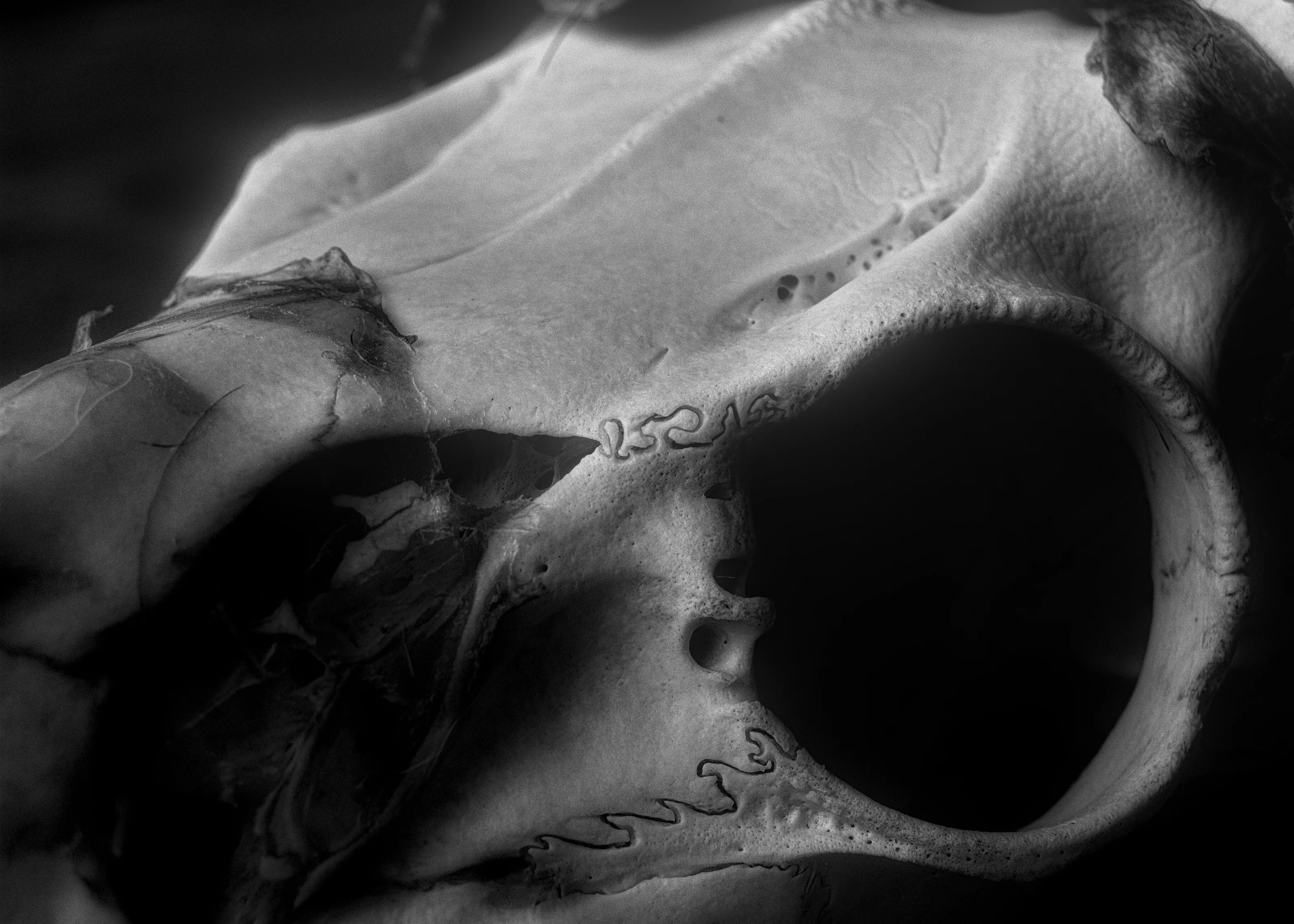Dry Skull
