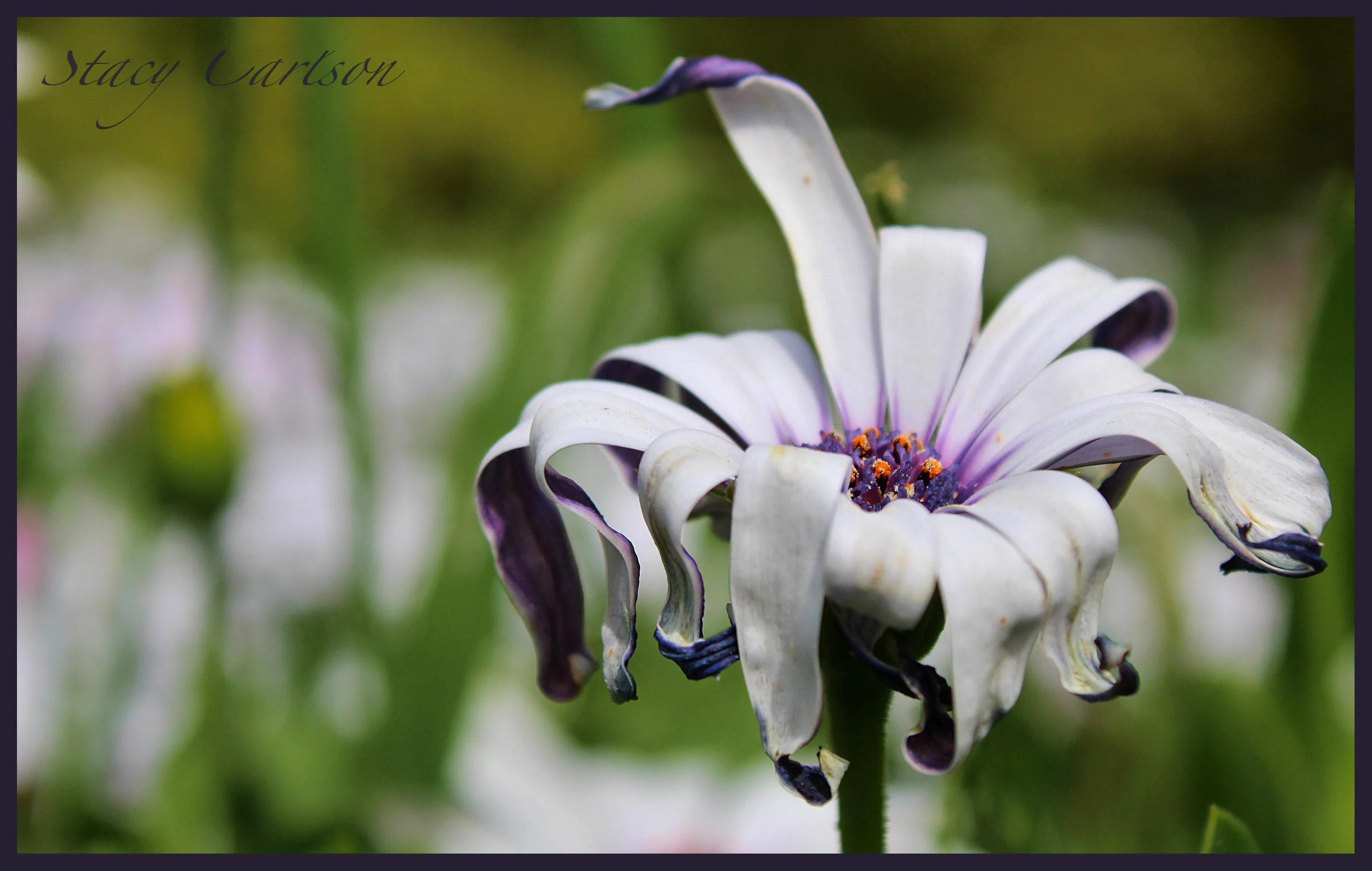 White Flower