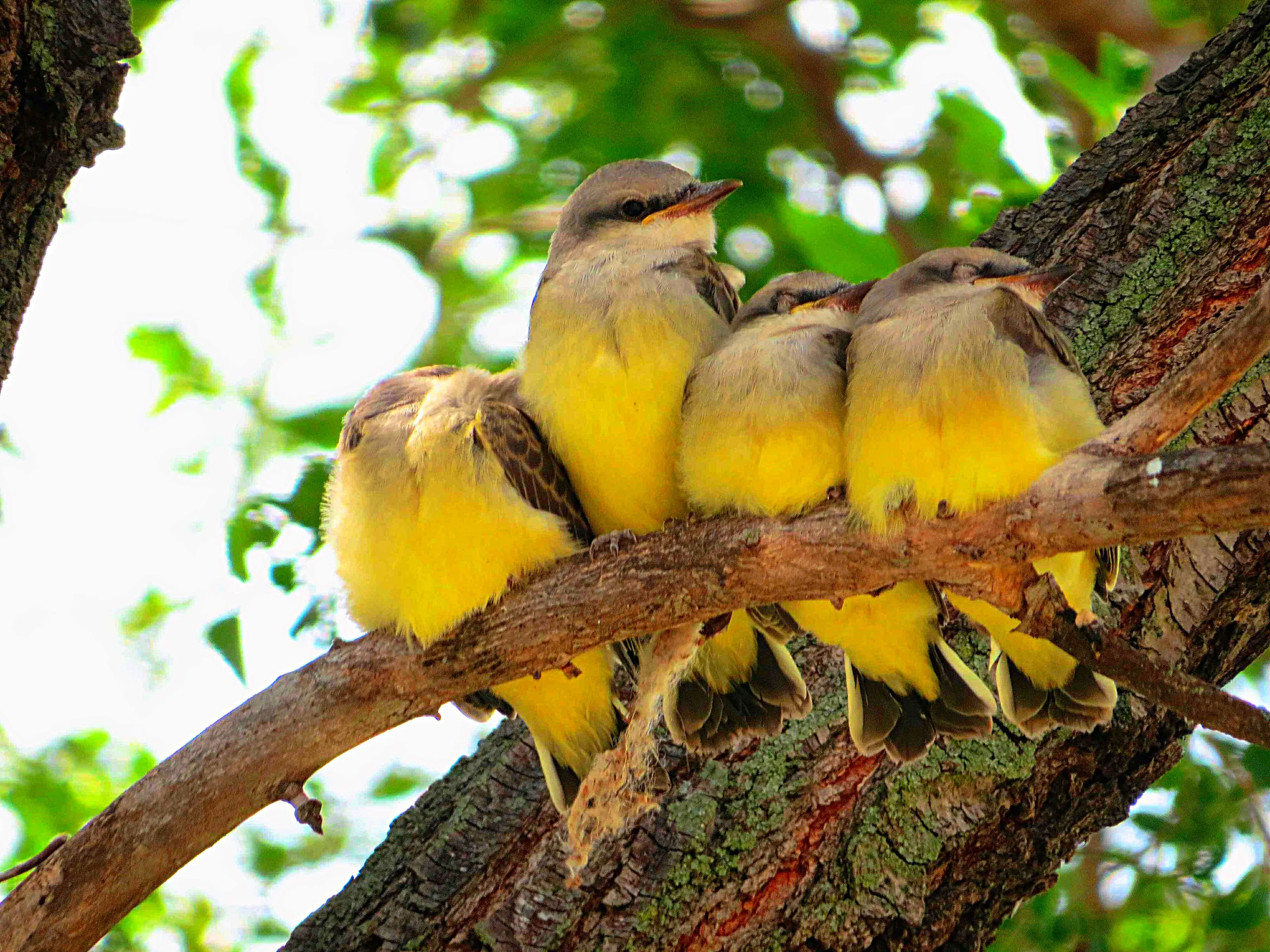 Western Kingbird fledglings