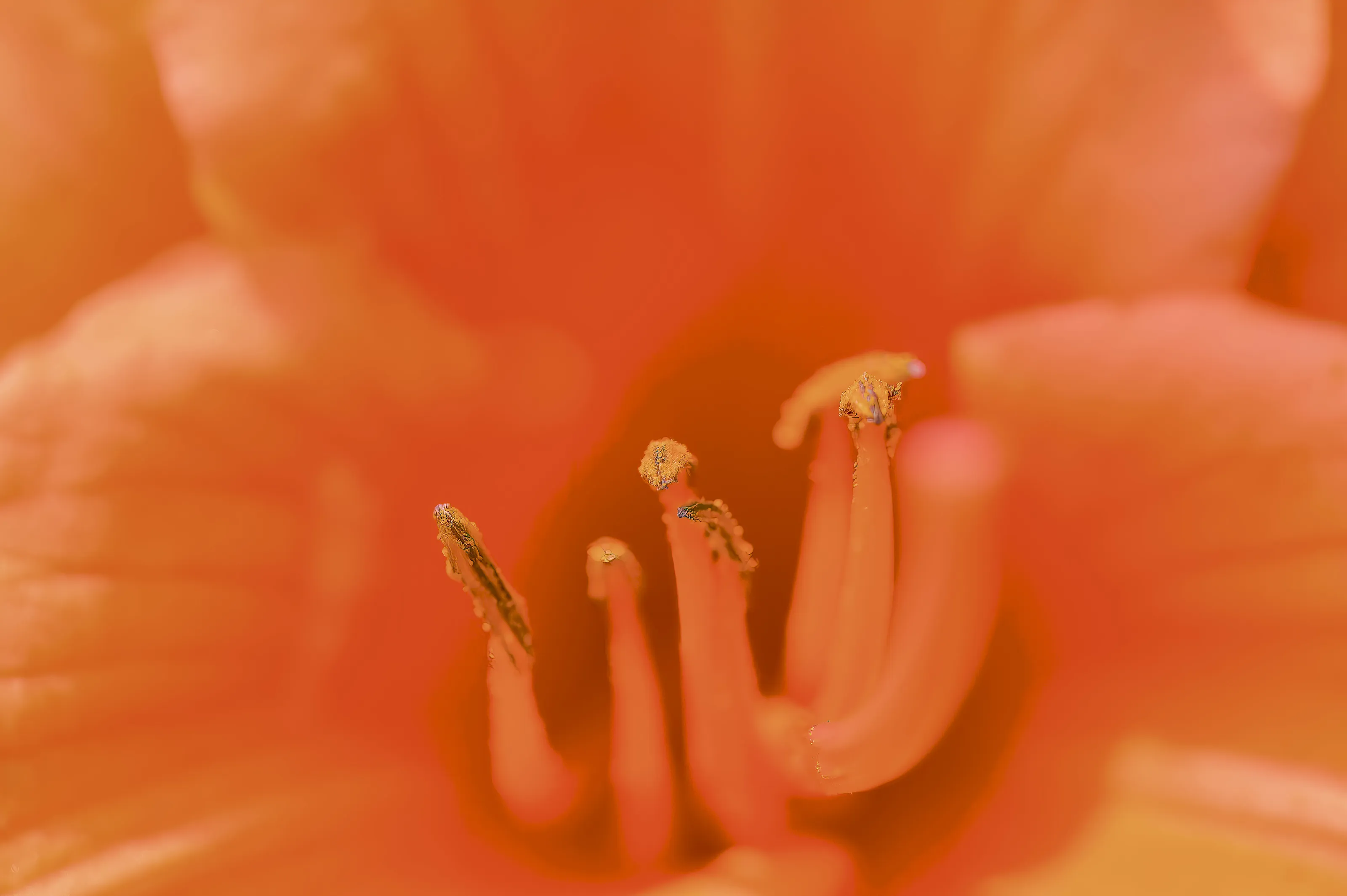 orange glory