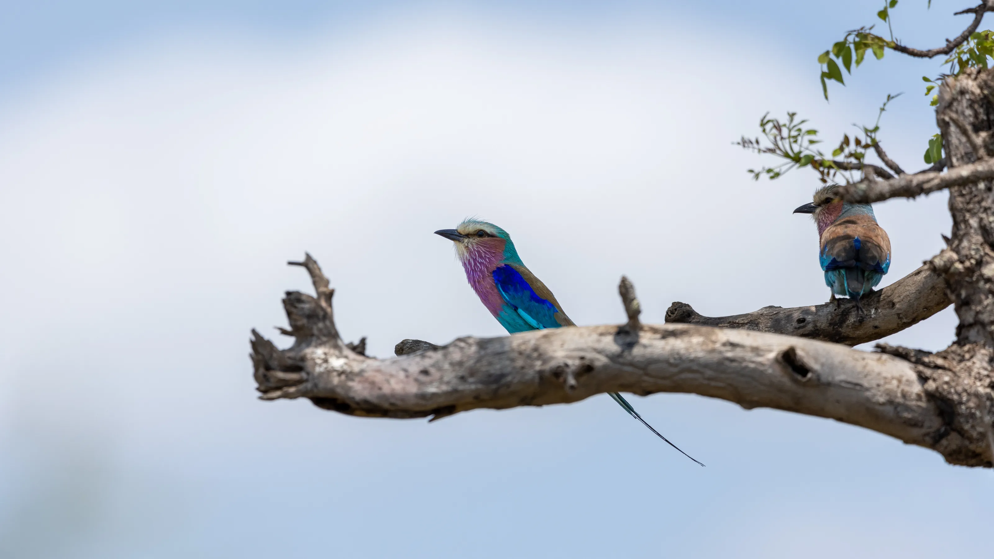 Lilac Breasted Roller