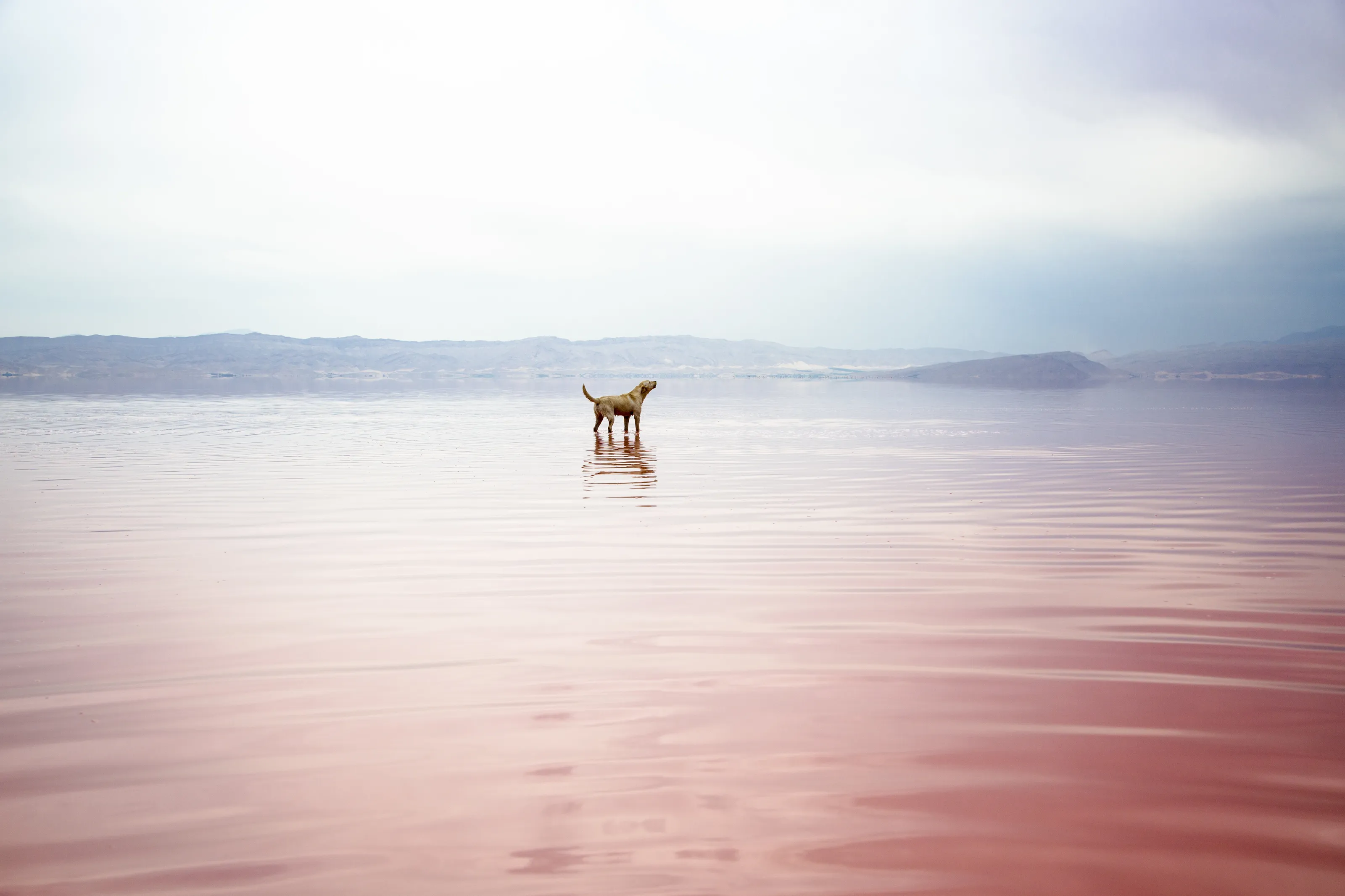 lonely happy dog