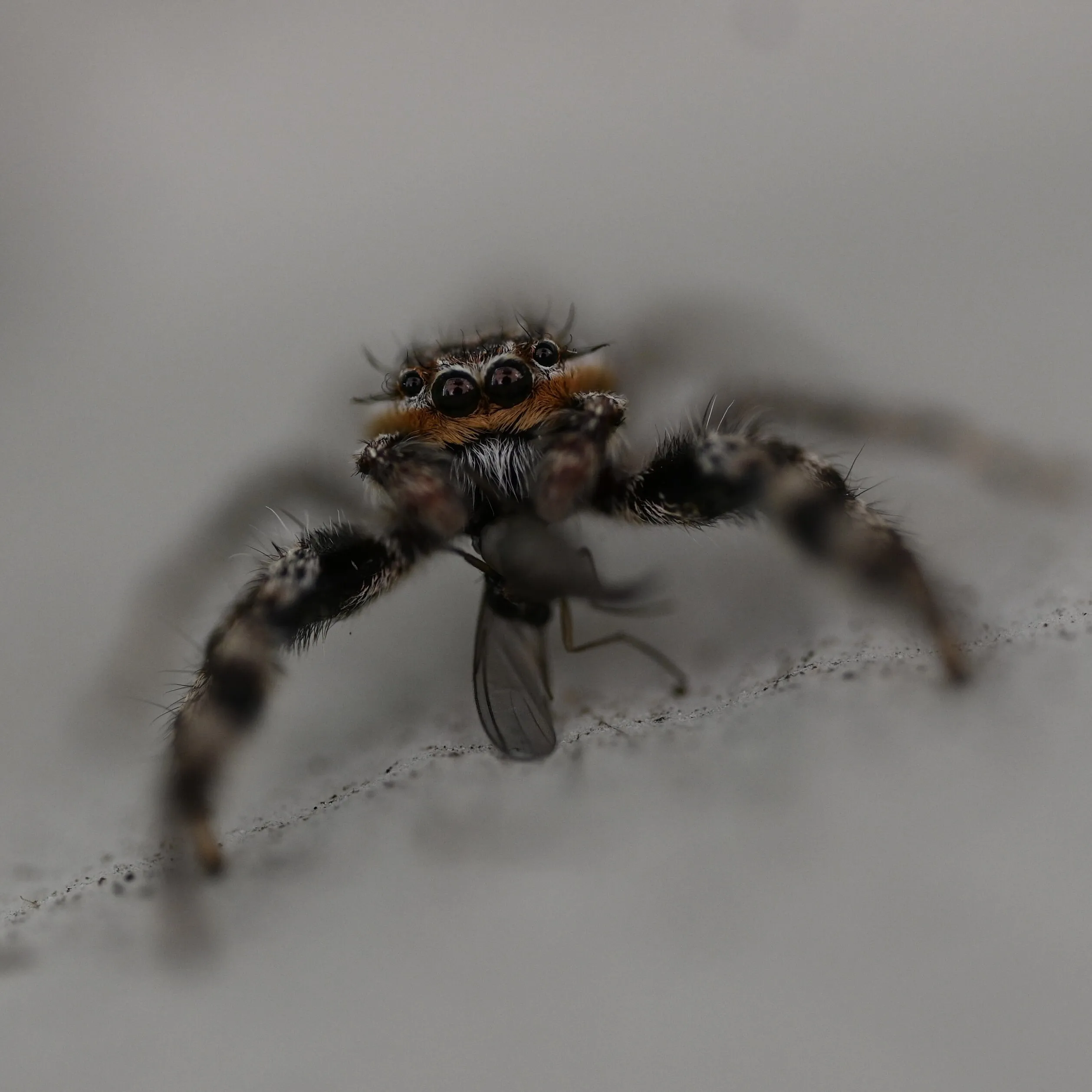 Breakfast for a Spider