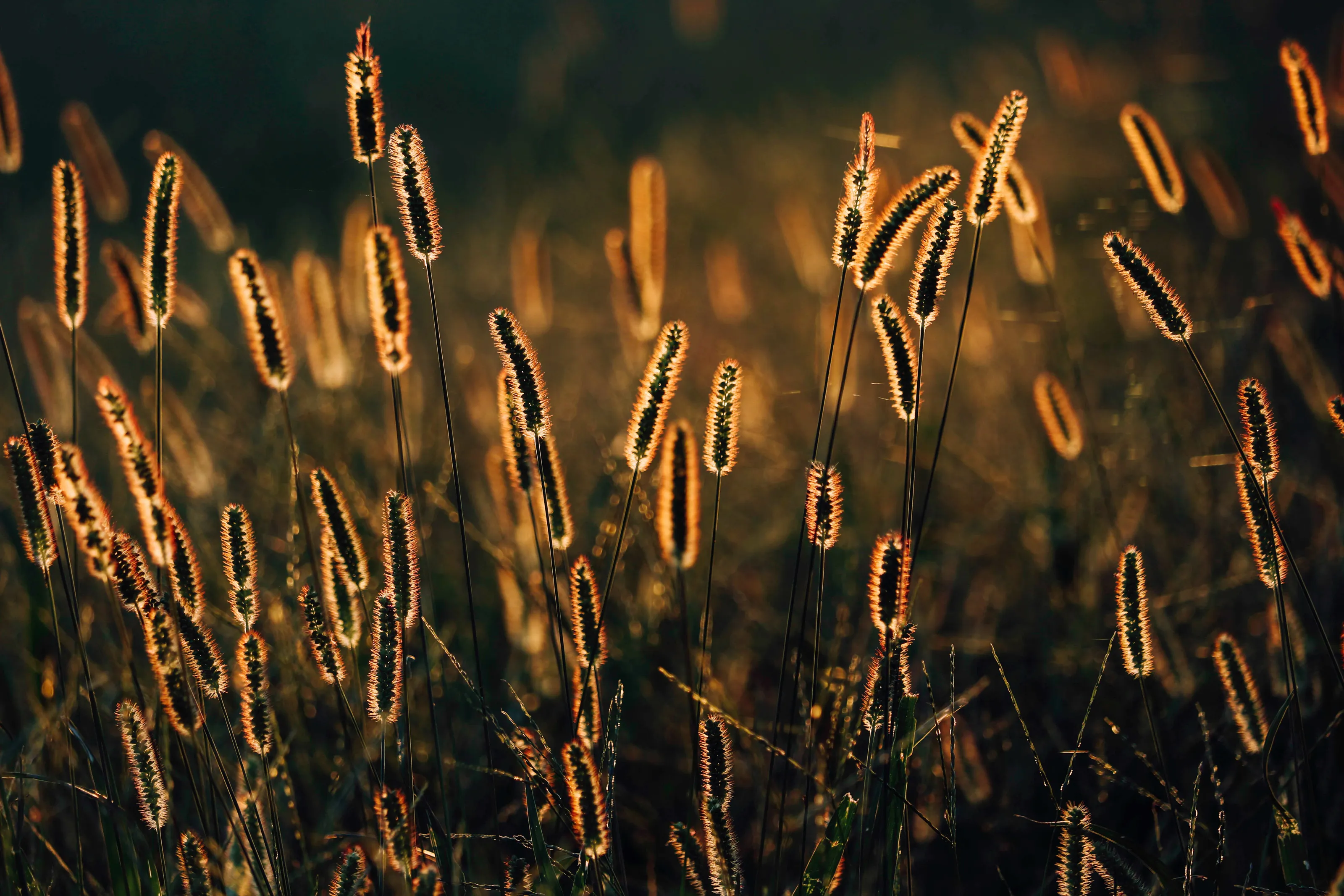 Golden Prairie Grass