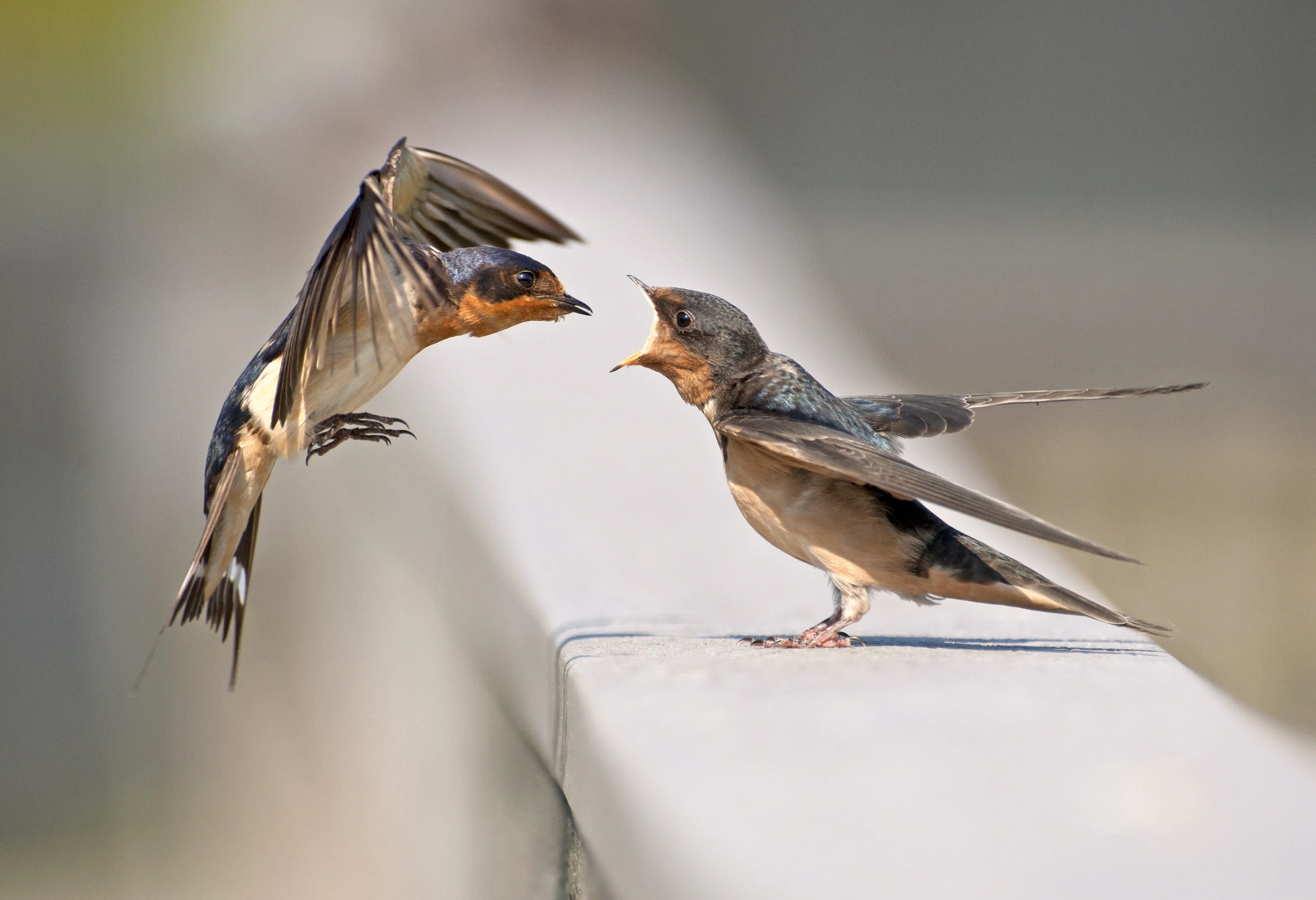 I am hungry mommy!