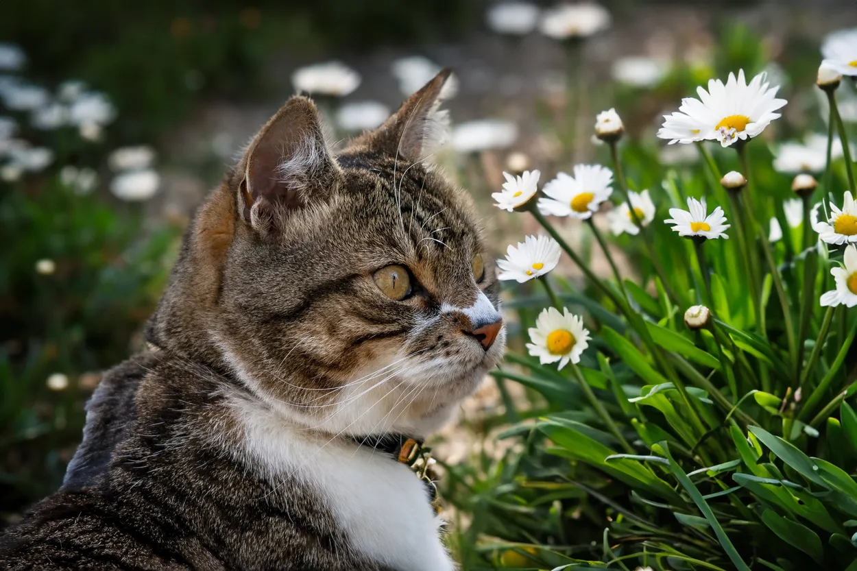 Entry 17049292