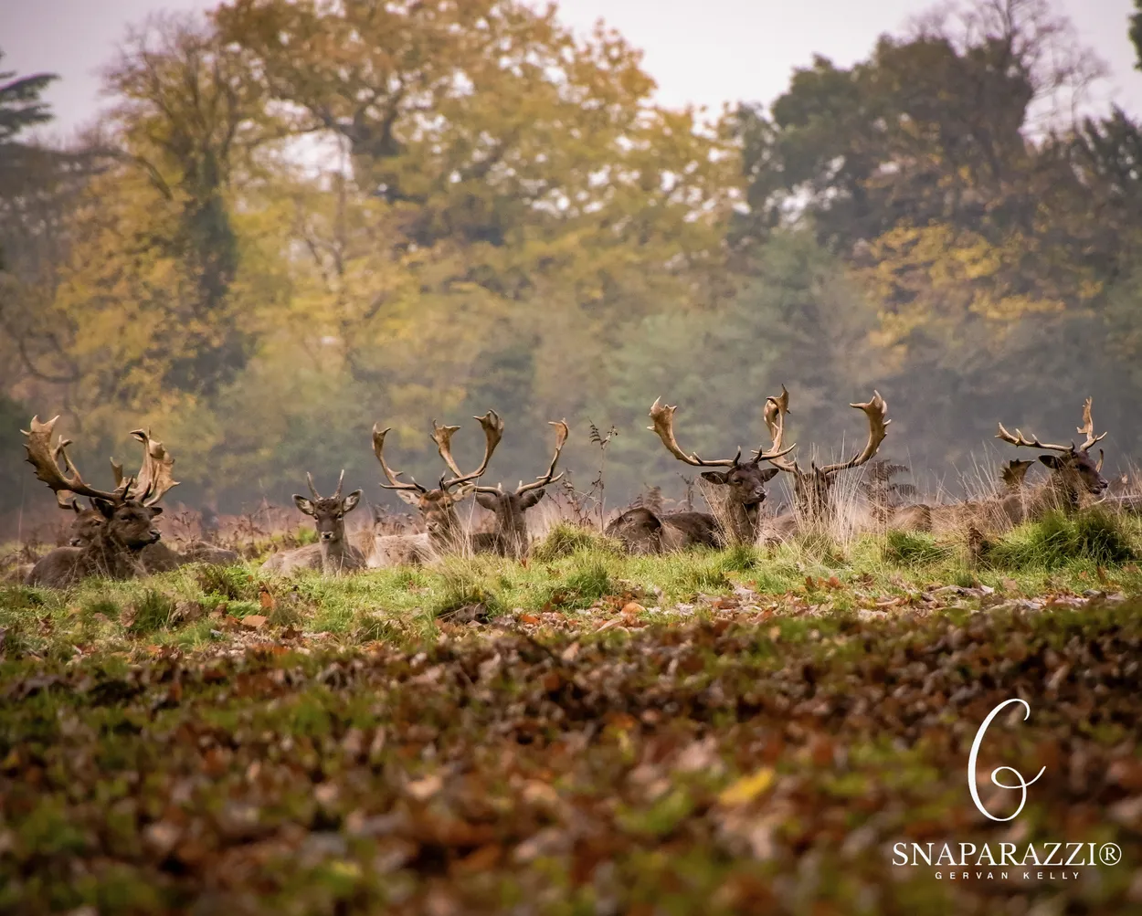 Entry 17055978