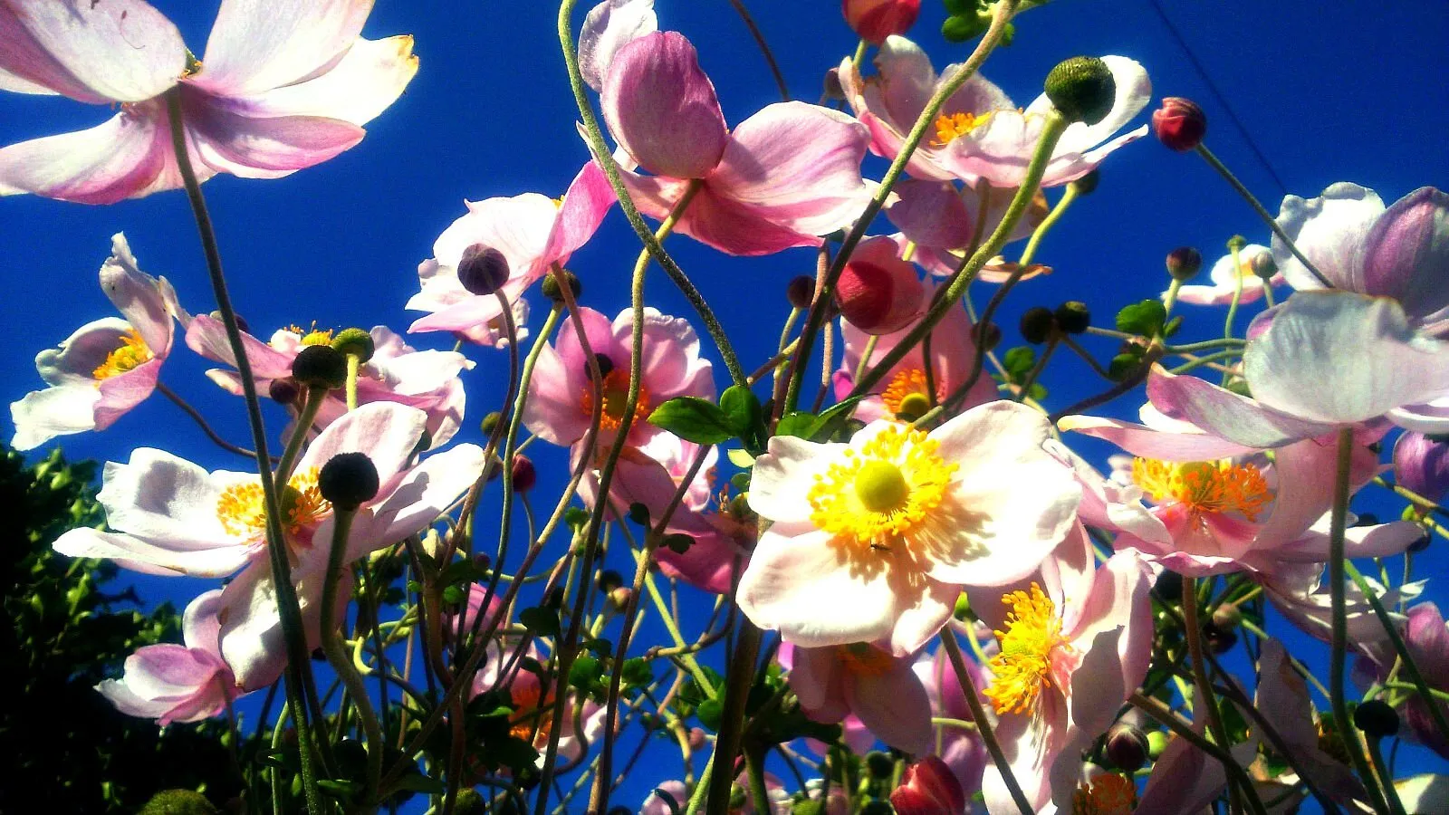 Hiding under the Japanese anemone