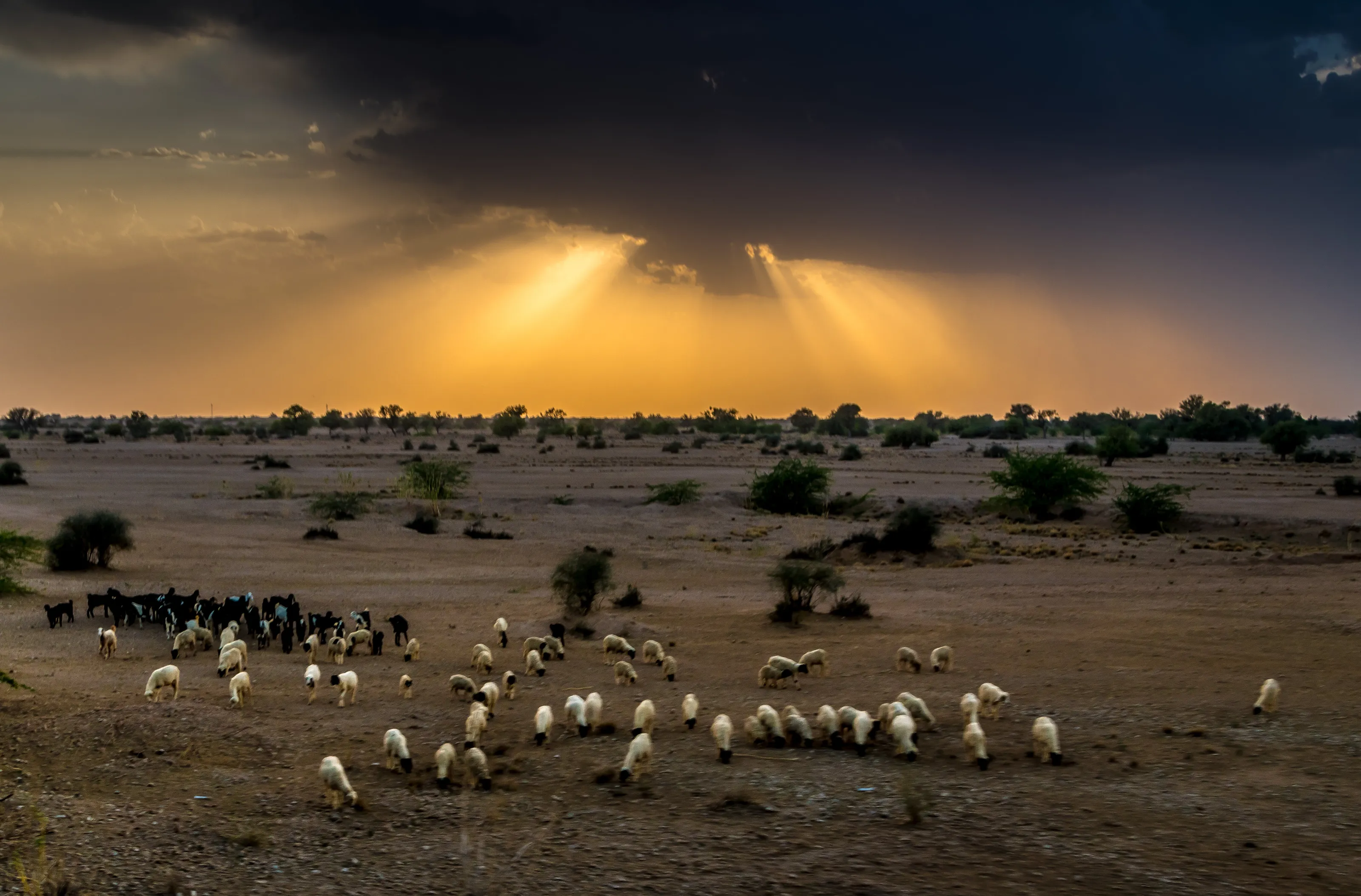 Life in desert
