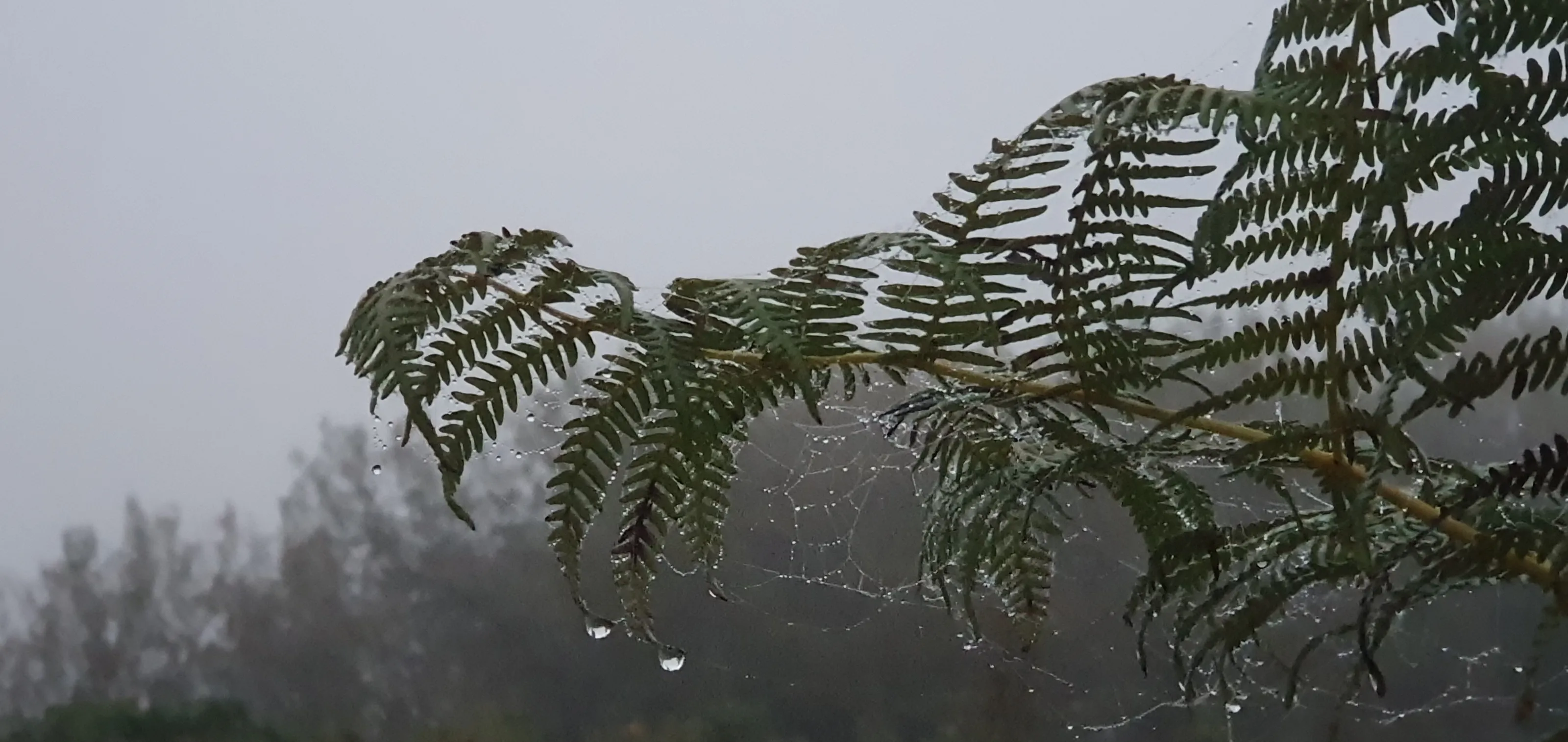 Bracon and dew drops