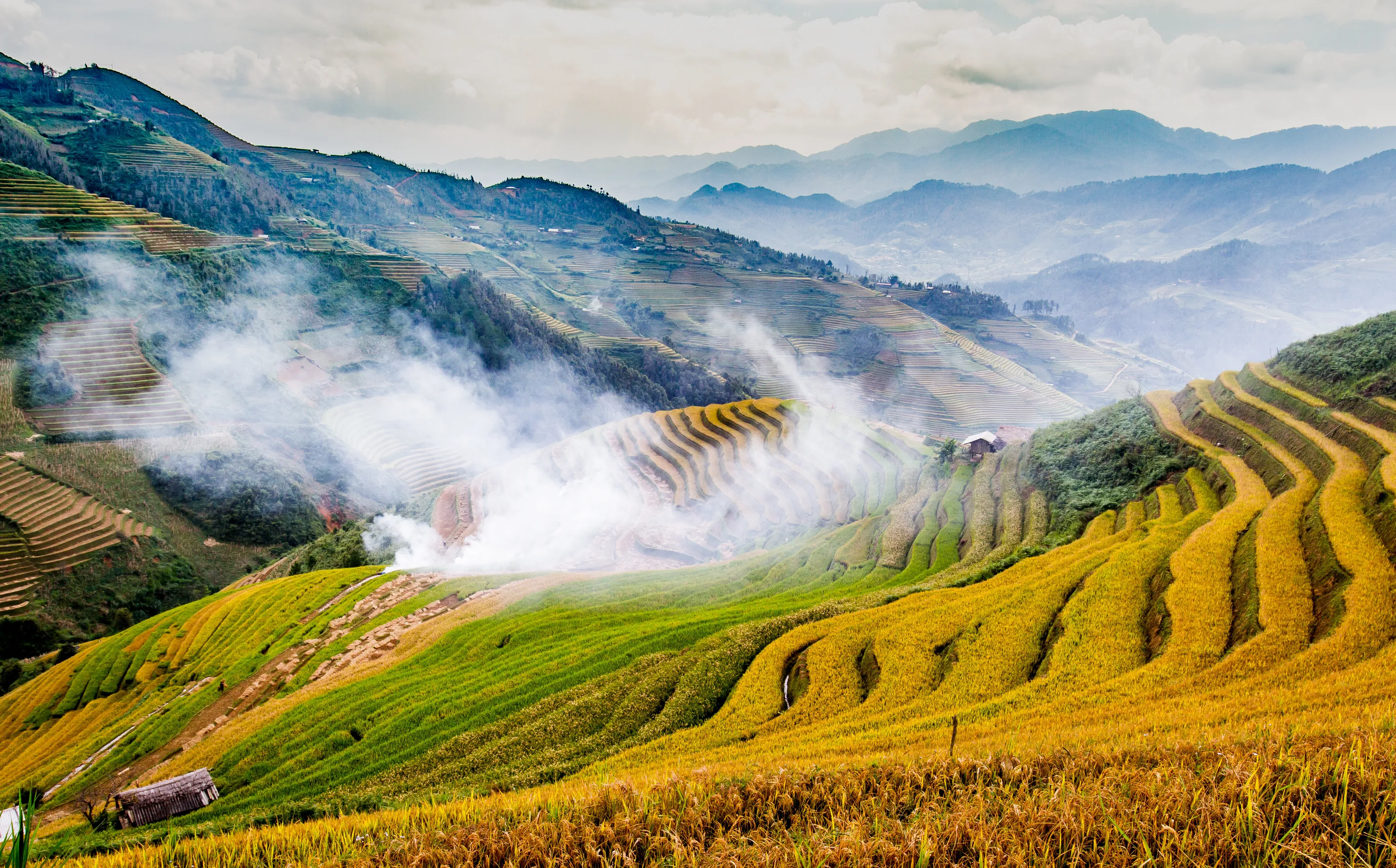 Viet Nam terraced rice fields