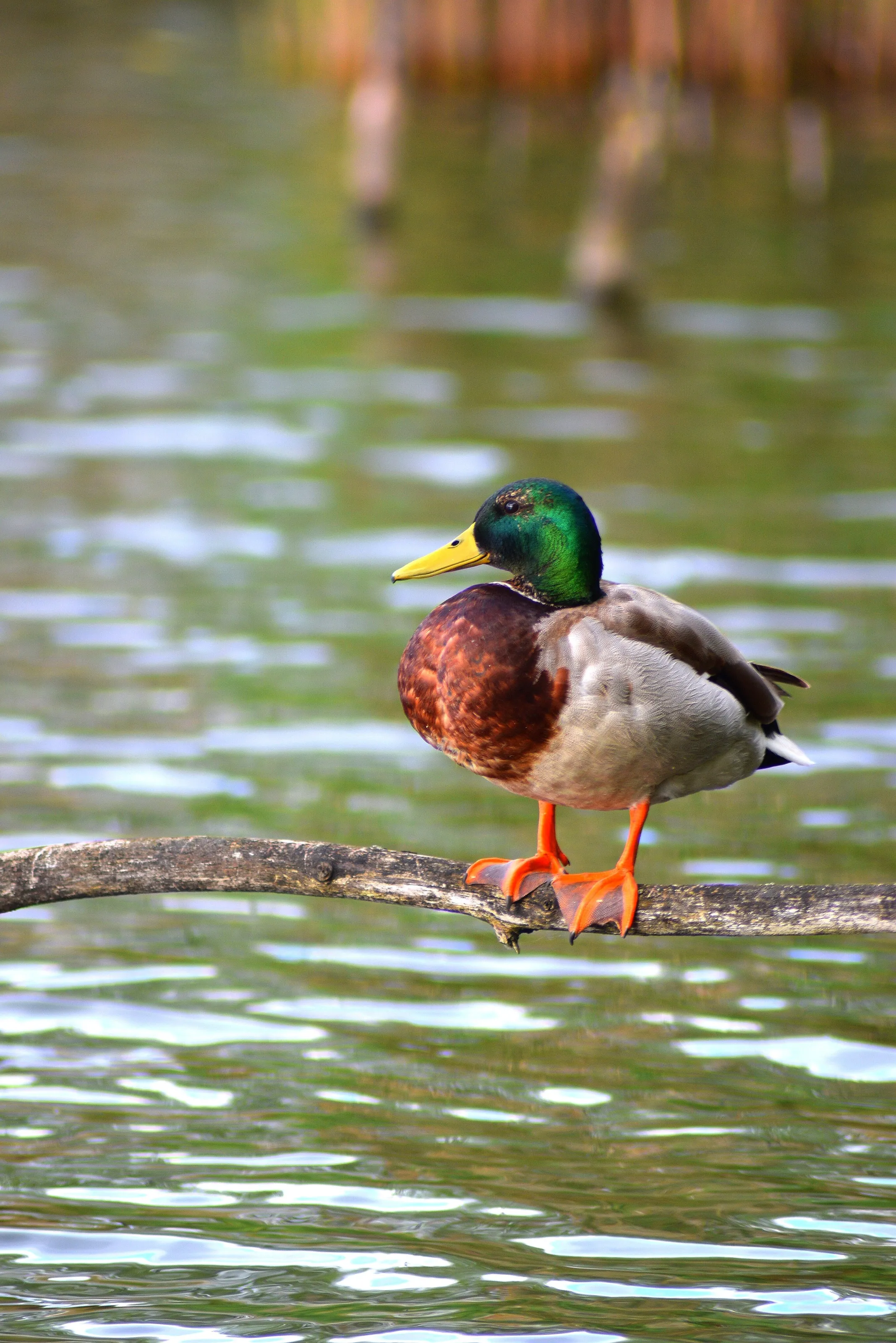 Duck pose!