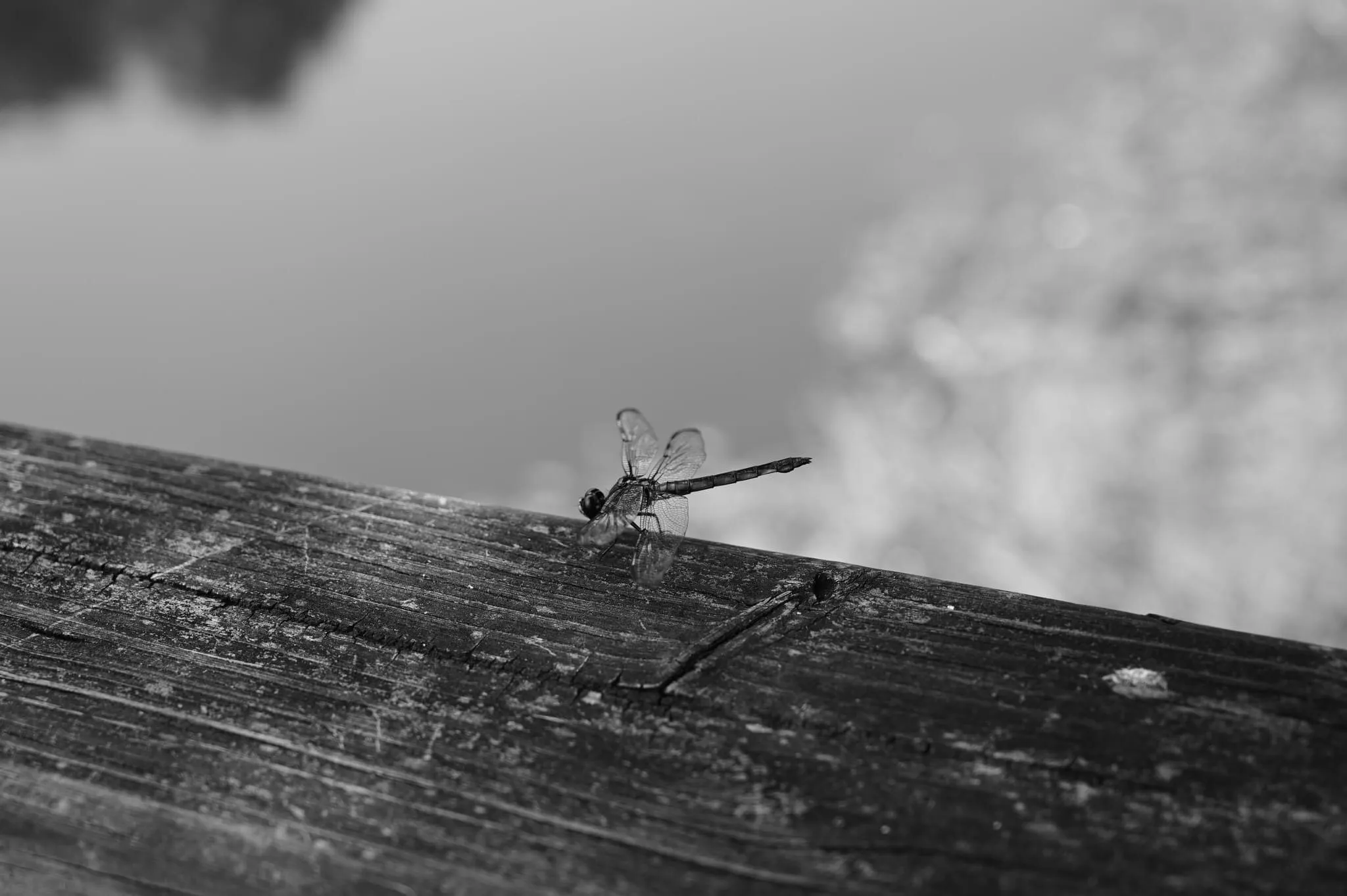 Dragonfly