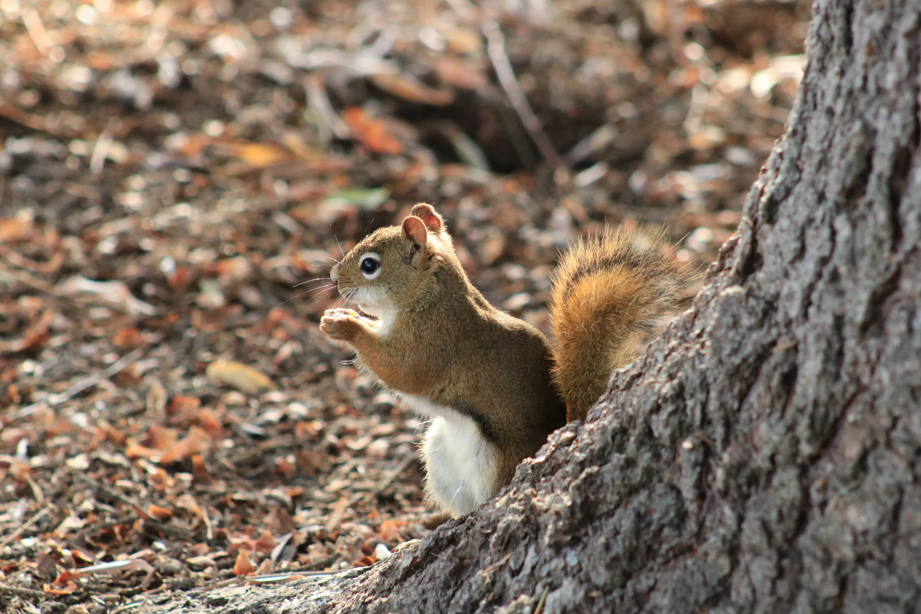 Squirrel